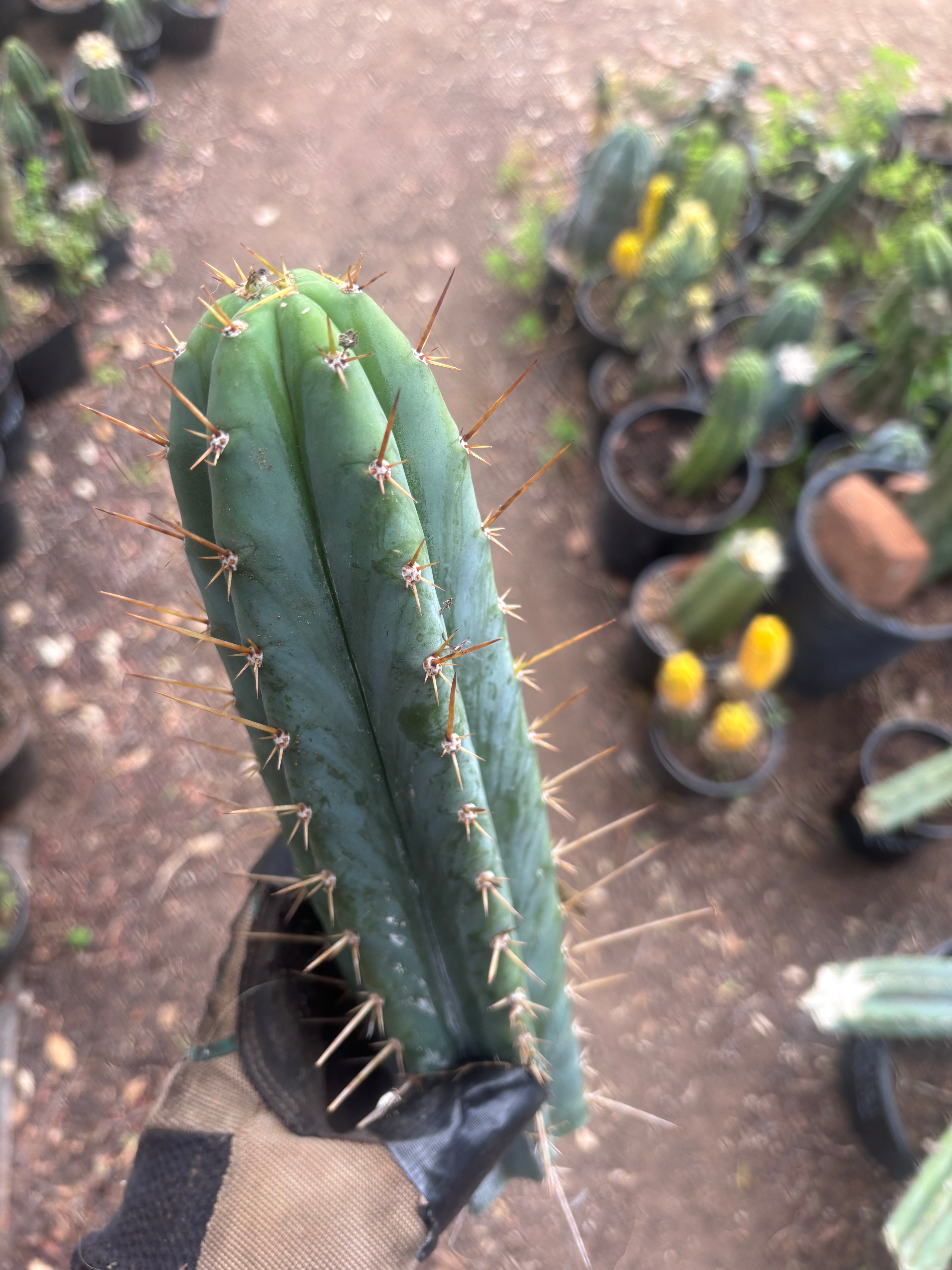 👑🌶️  Kundalini Sunshine — 14” Tip