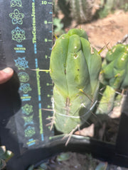 👑💎🌶️ Caballero — 9” Pup