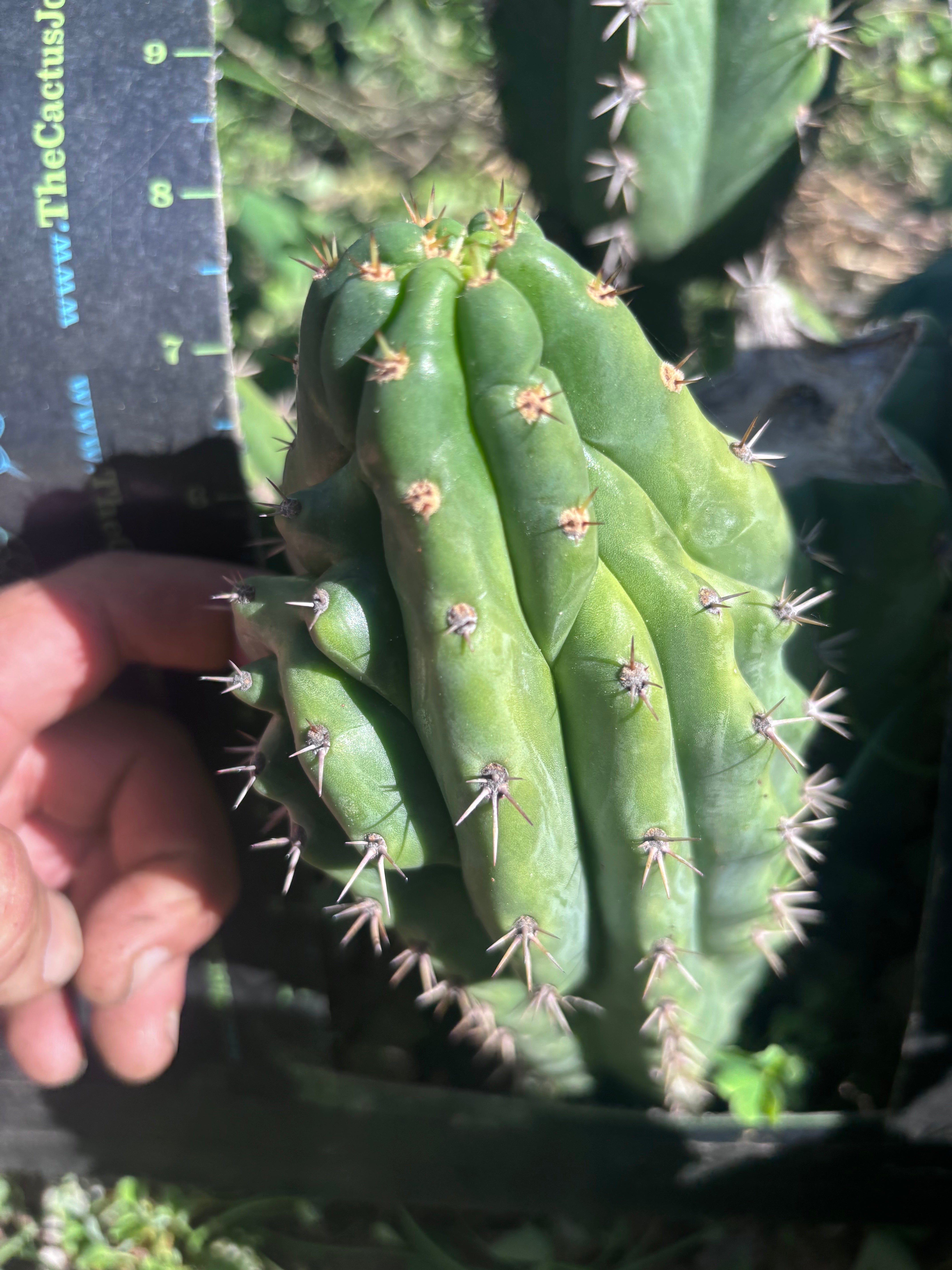 👑🐦‍⬛ RJ’s Clone — 9” Tip