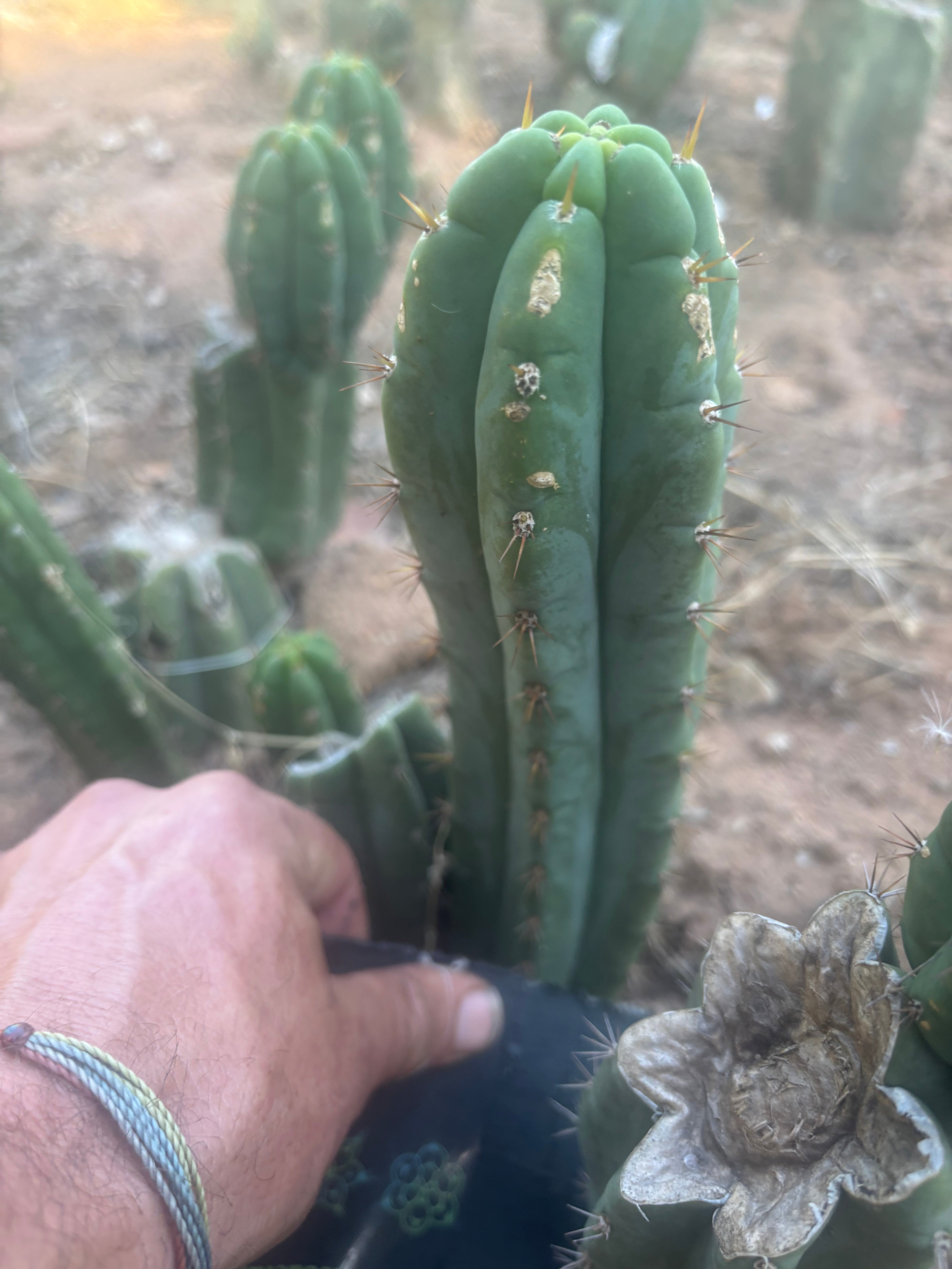 👑🌶️🌶️ Austy’s Bomb — 8.5” Tip
