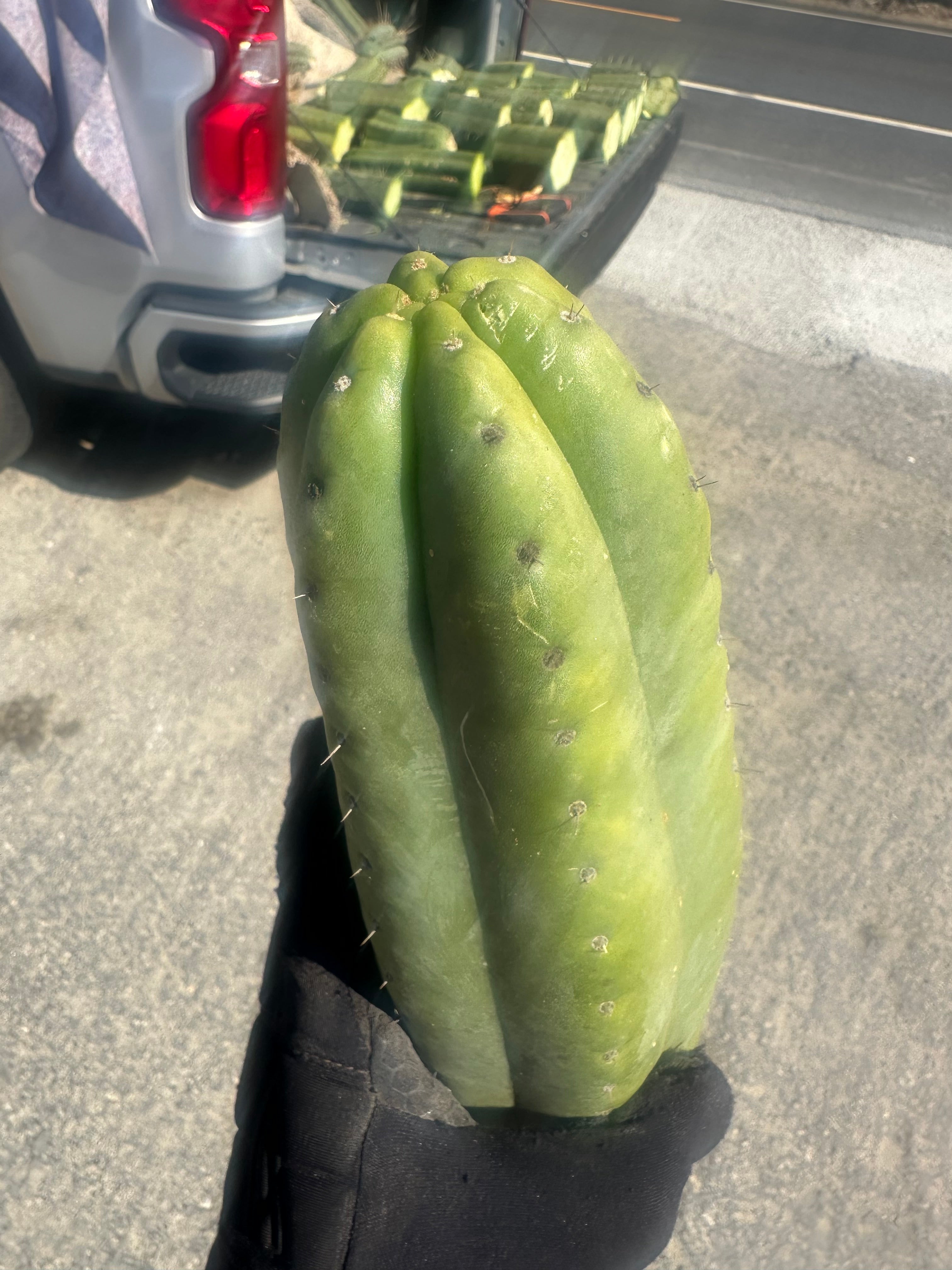 👑🌶️ Tom Juuls Giant  — XL Thick 12” Tip