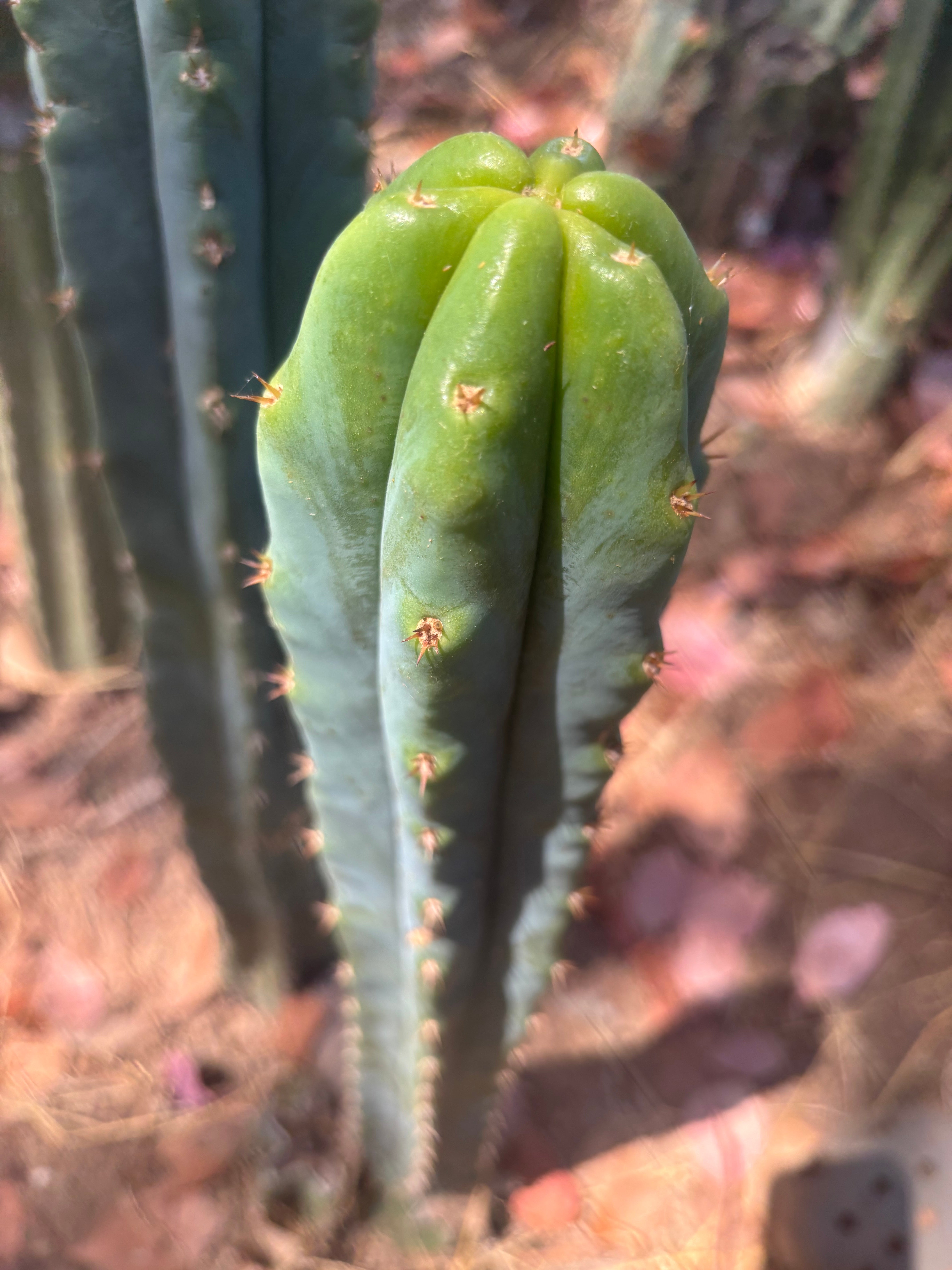 🌶️🌶️ NoidTwo — 10” Tip