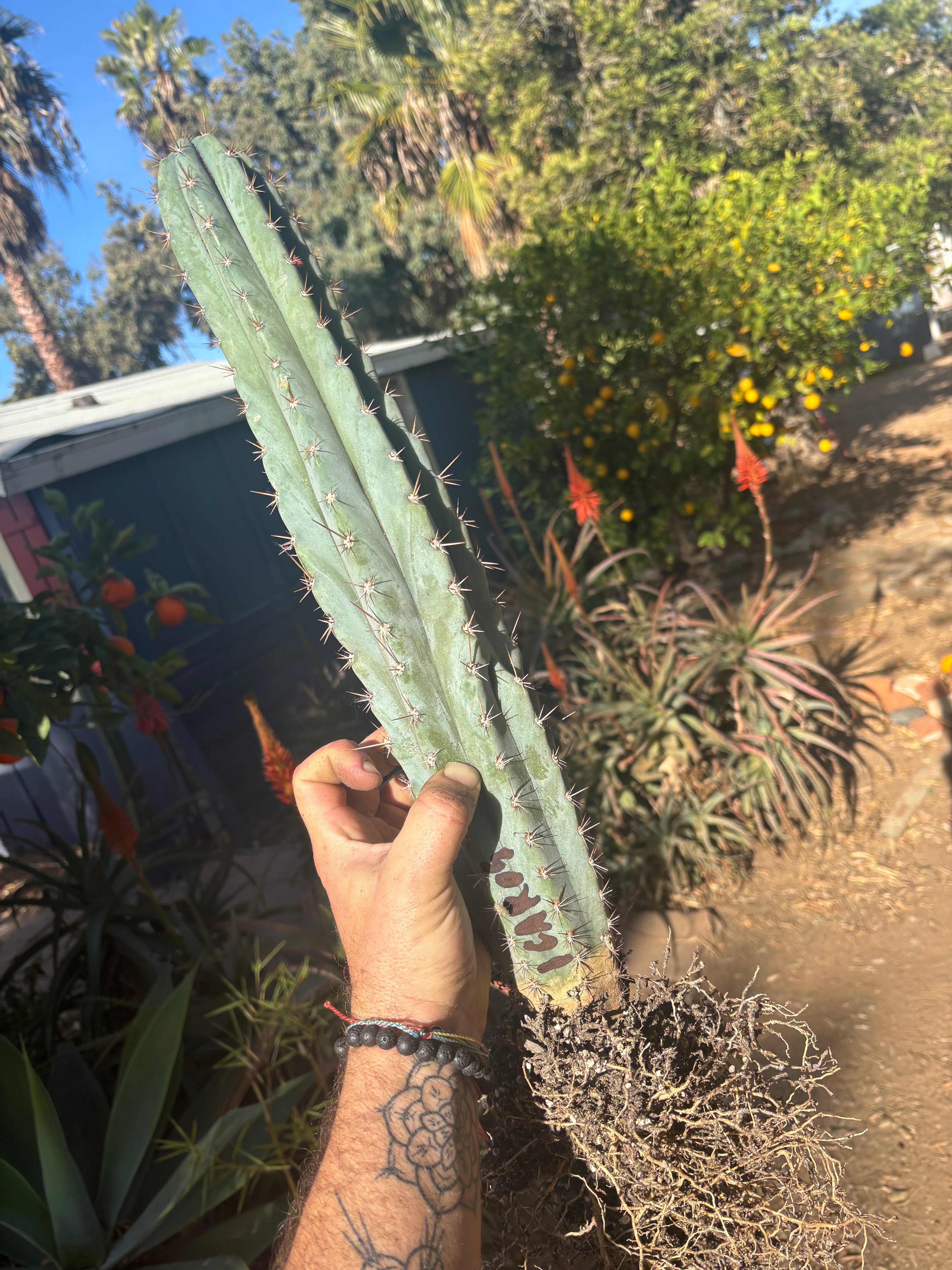 👑💎  Icaros DNA  — XL 17” Fully Rooted