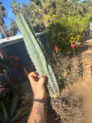 👑💎  Icaros DNA  — XL 17” Fully Rooted