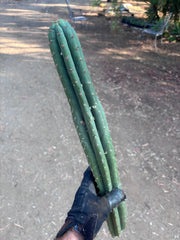 👑🌶️ KK339 — 21” Tip