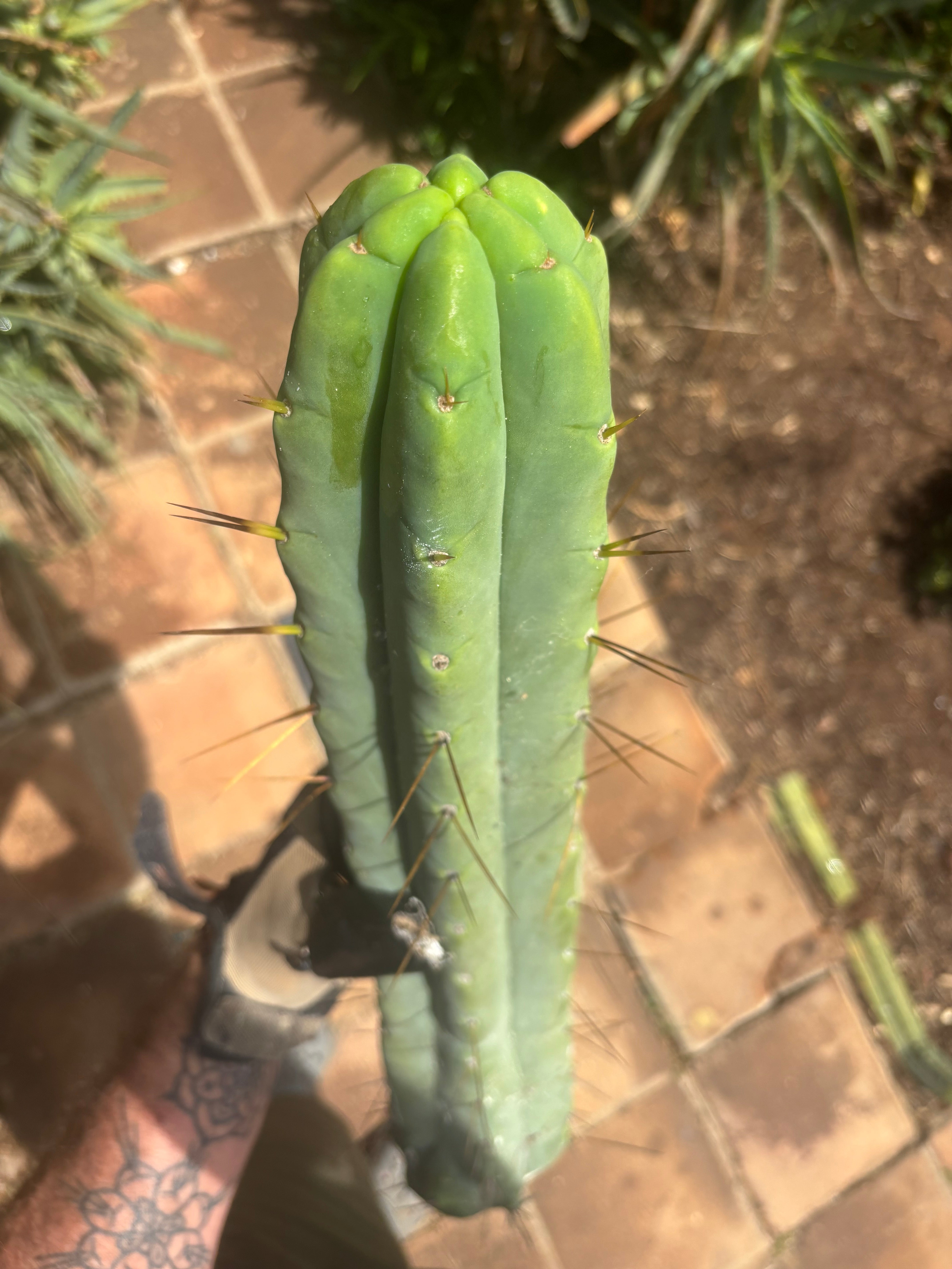 👑💎🌶️🌶️ Eileen — 17” Mega Tip!