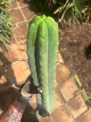 👑💎🌶️🌶️ Eileen — 17” Mega Tip!