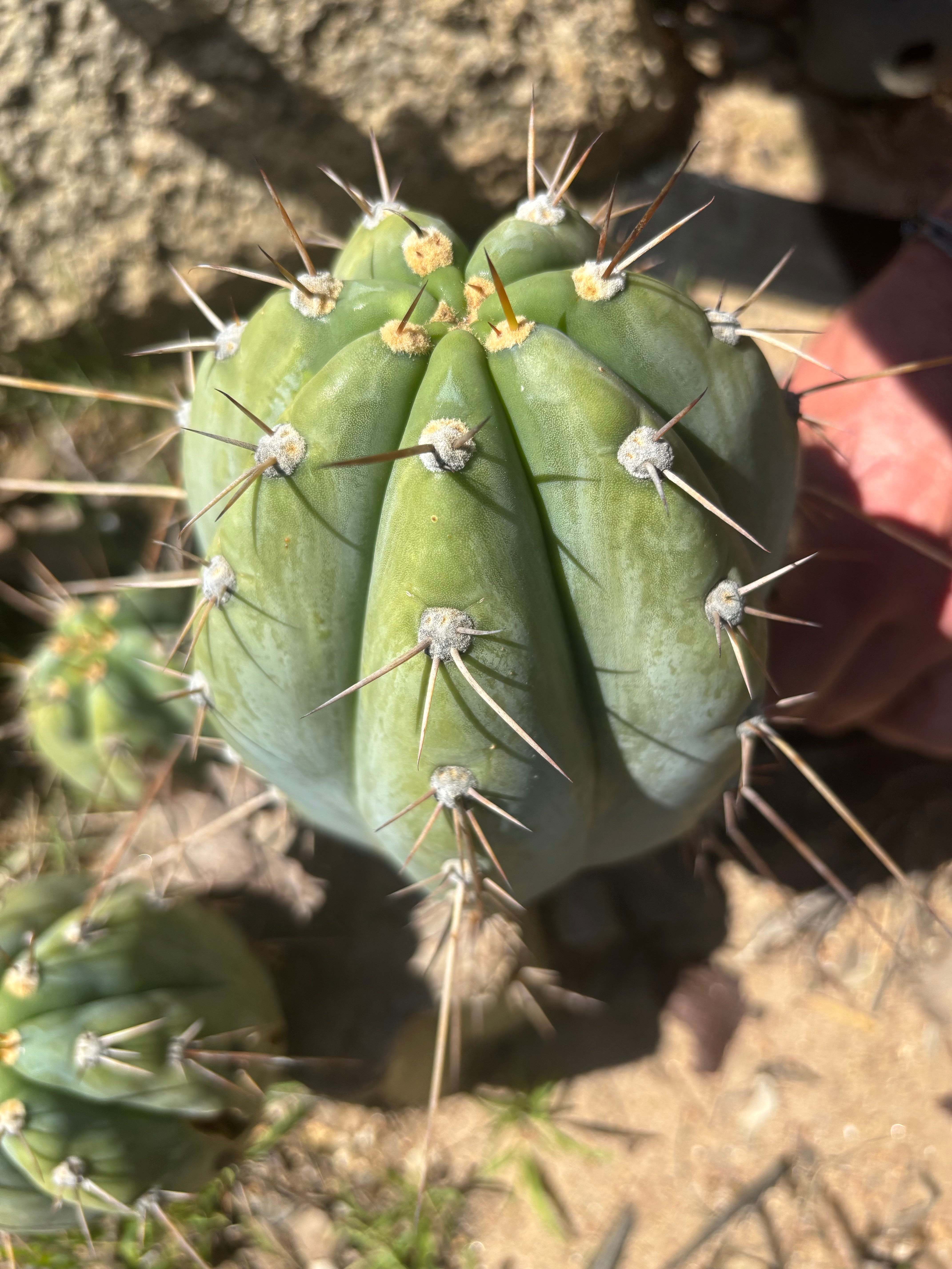 👑🌶️ CGG —  Melon Pup