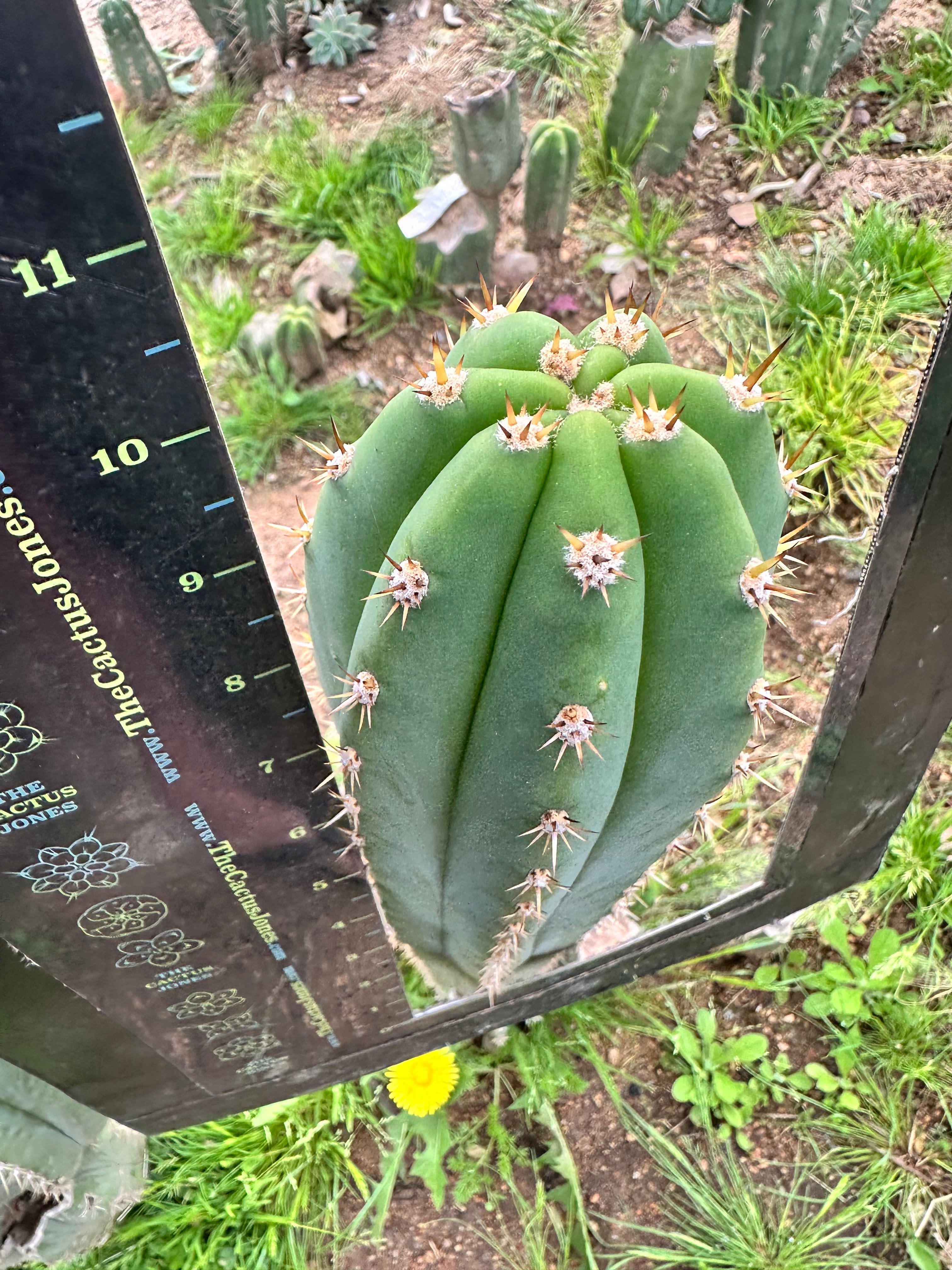 🌶️  Tipz x Super Pedro— 10” Tips (3)