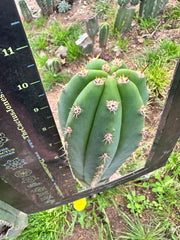 🌶️  Tipz x Super Pedro— 10” Tips (3)