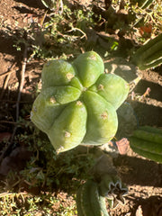 👑🌶️🌶️ Landfill — Thick 8” Tip