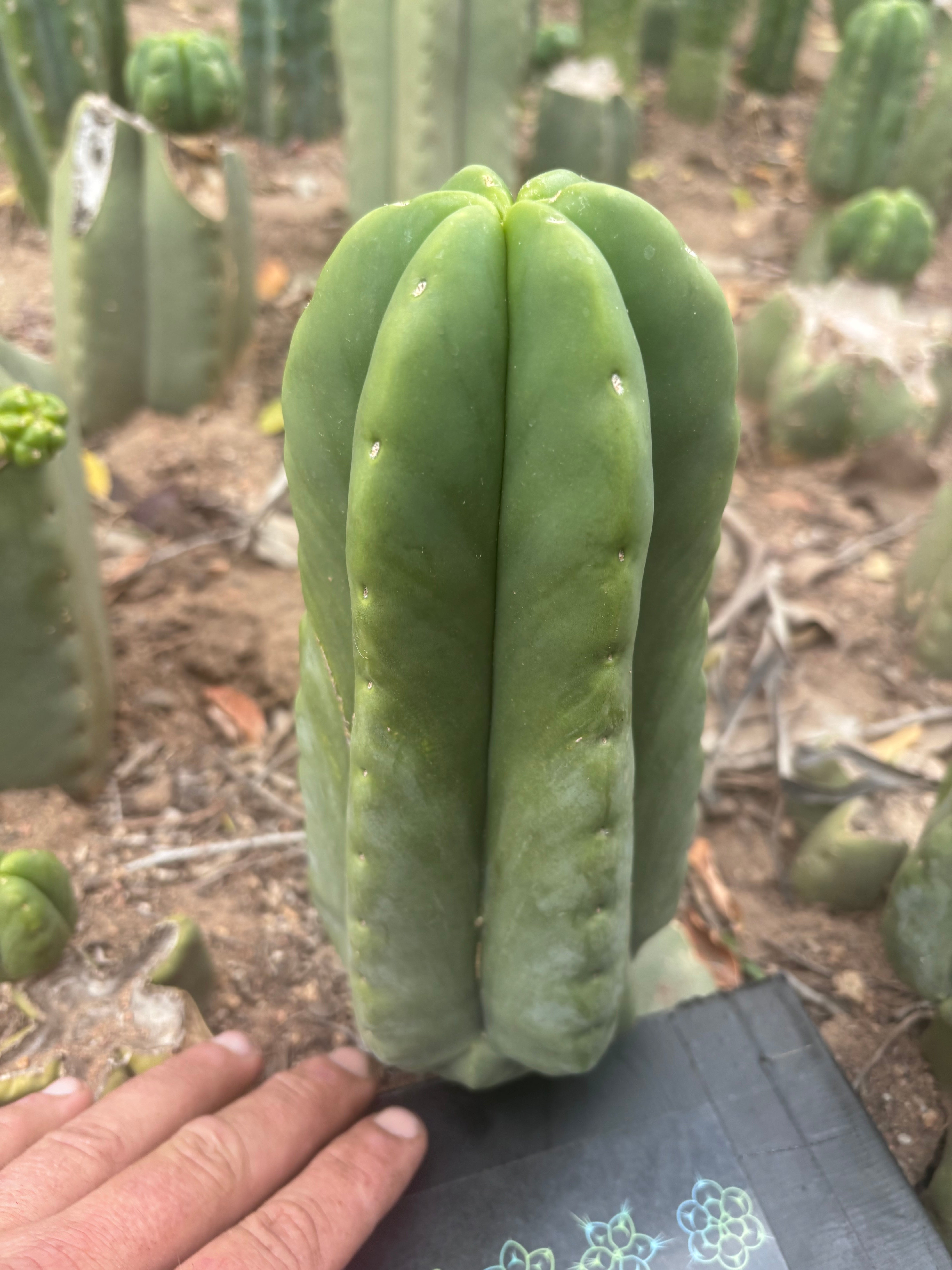 💎👑💎🌶️ Ferah — XL Pup