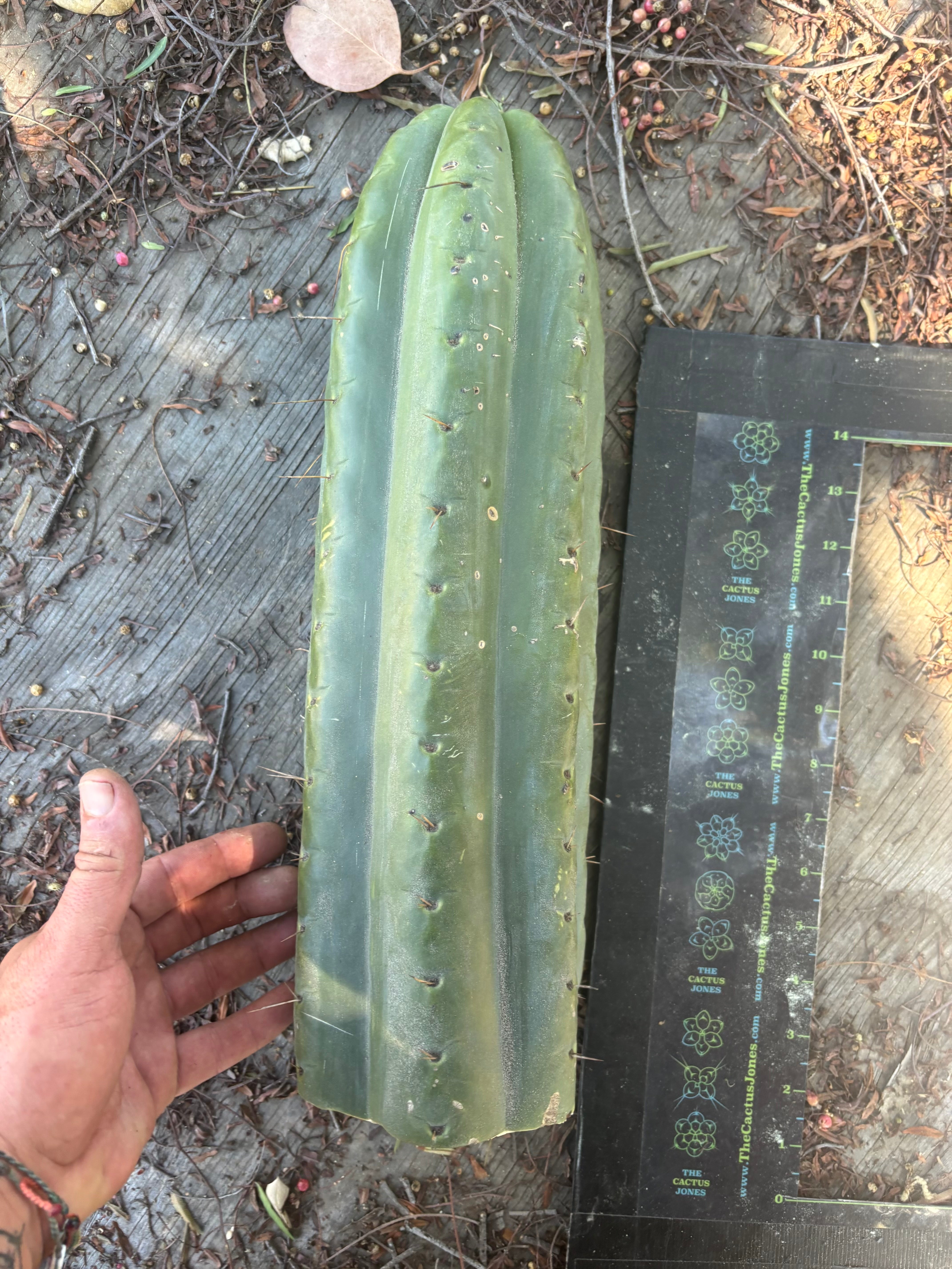 💎🌶️ SS02 x Yowie — One More MASSIVE 15” Tip