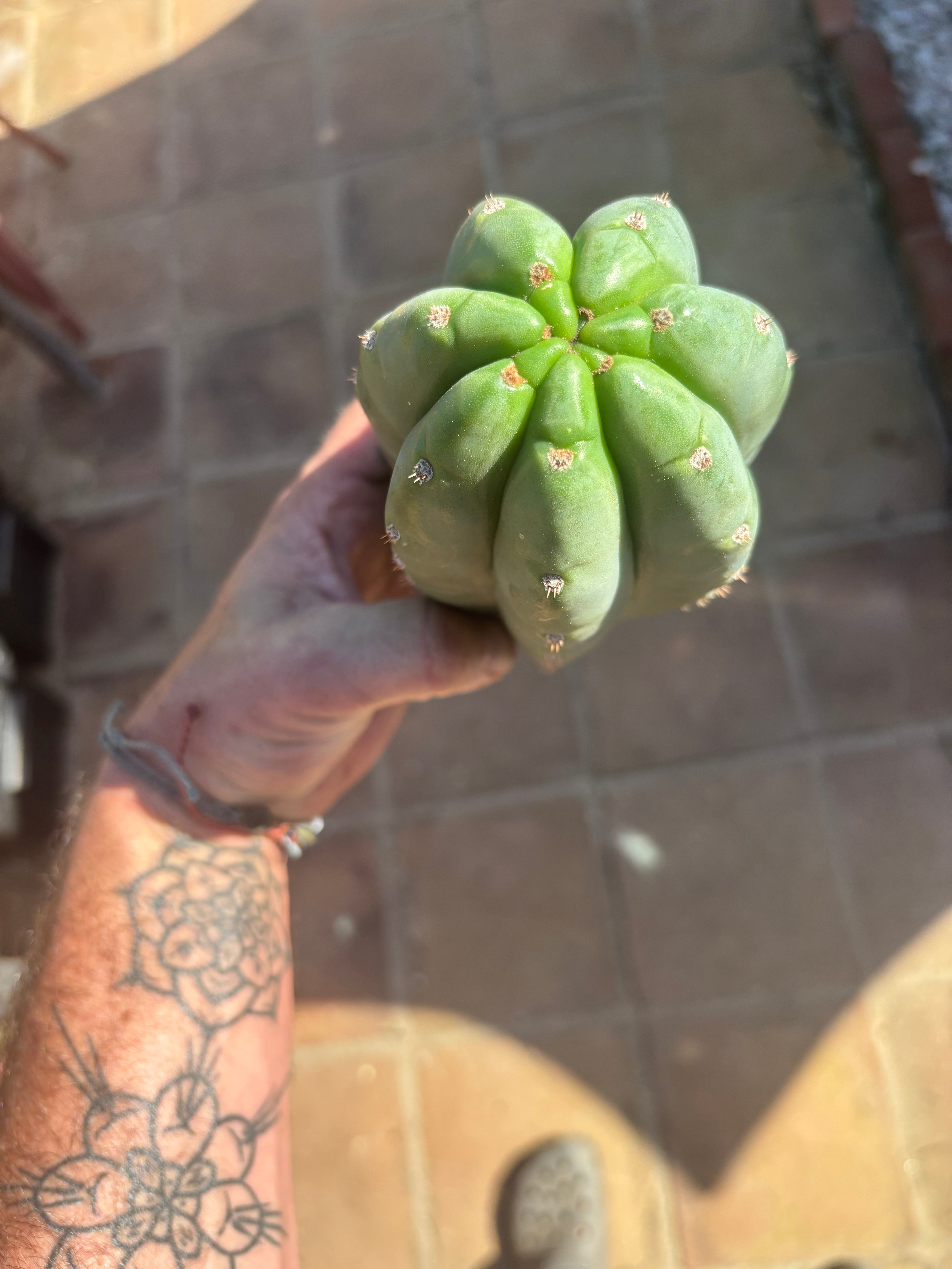 💎👑🌶️ Pierre — Chonky 10” Pup