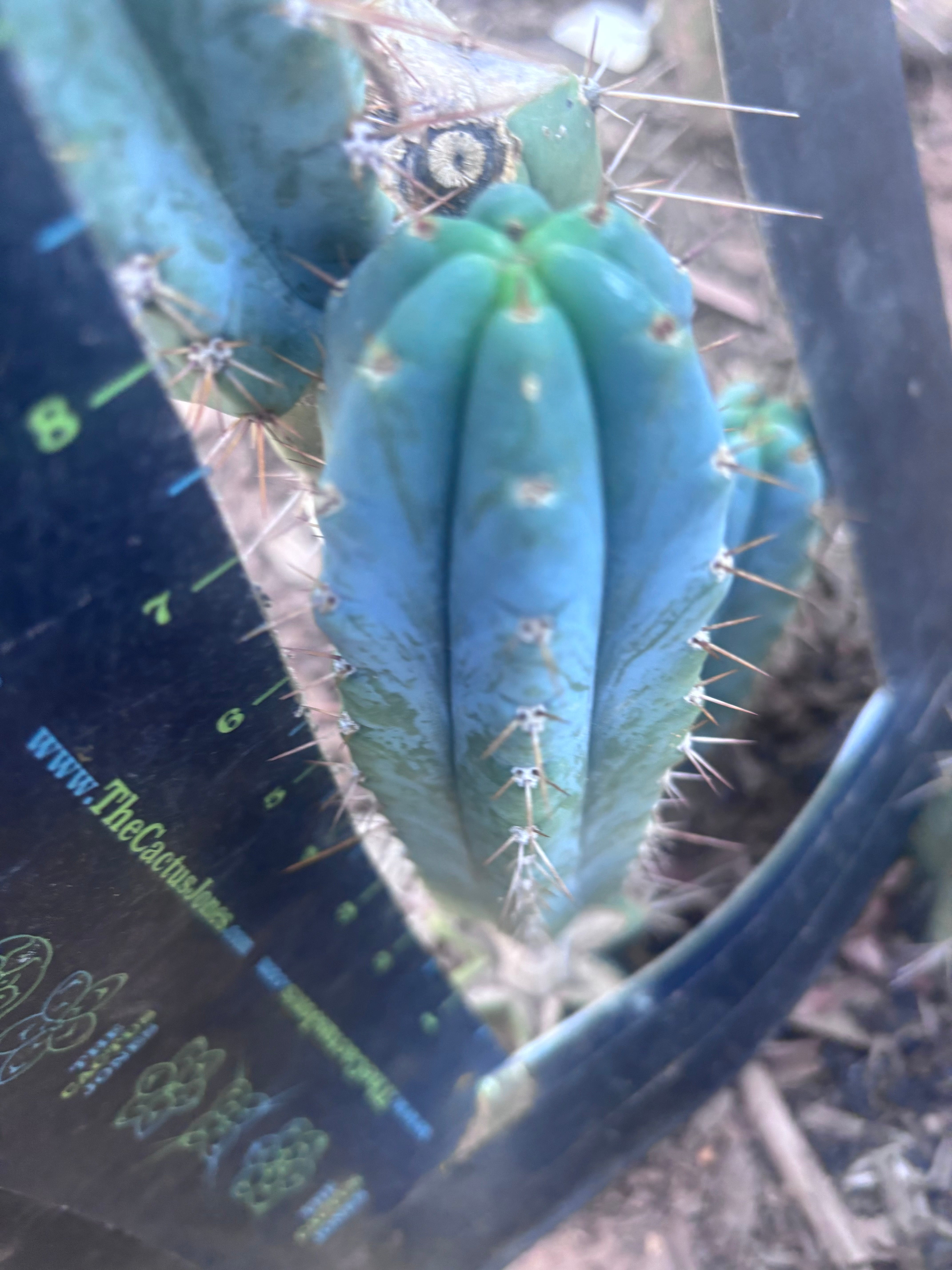 💎👑💎 Zordon  — 8” Pup