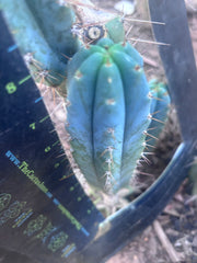 💎👑💎 Zordon  — 8” Pup