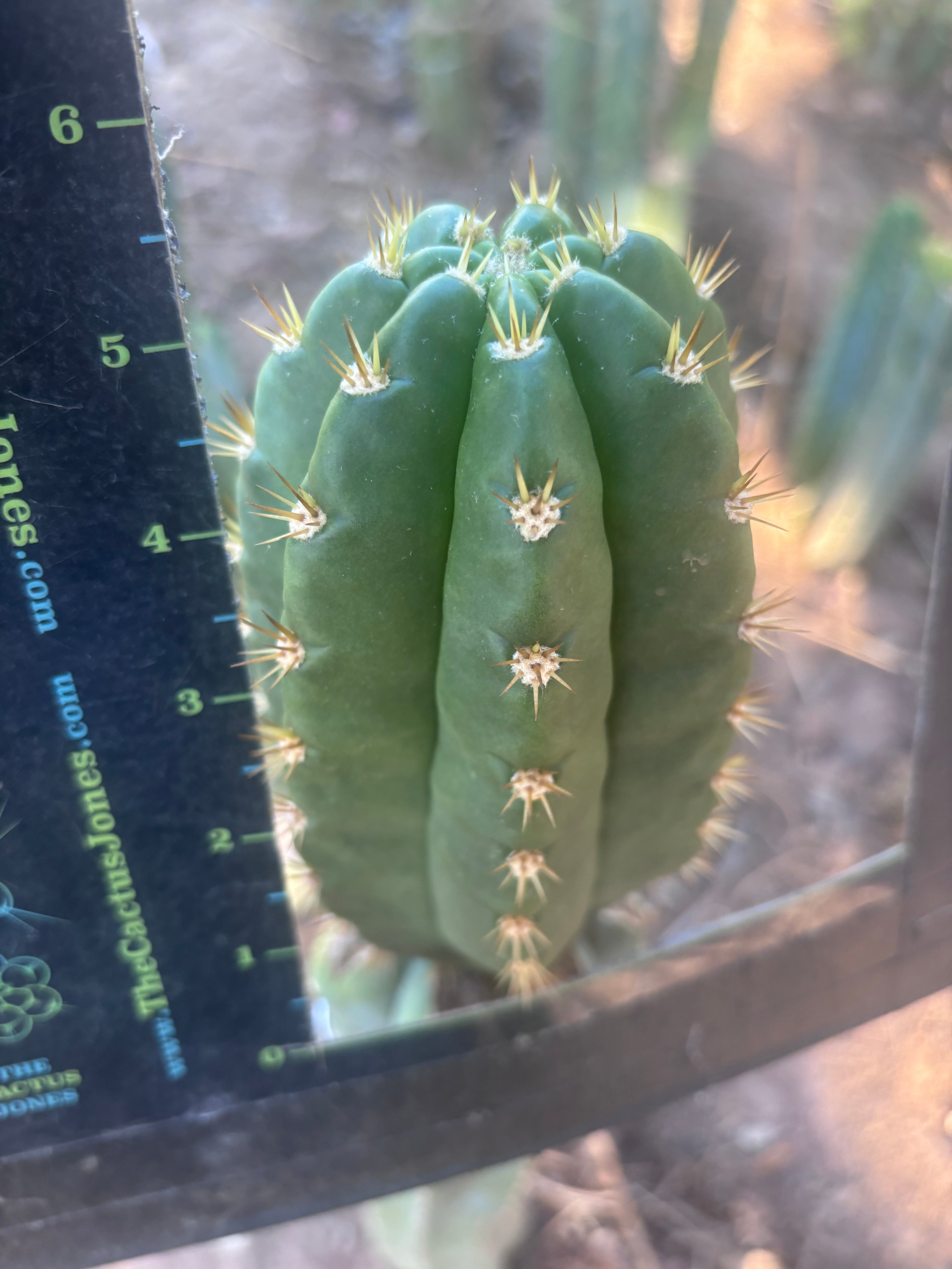 💎👑💎🌶️ CareBear — 5.5” Tip