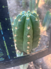 💎👑💎🌶️ CareBear — 5.5” Tip
