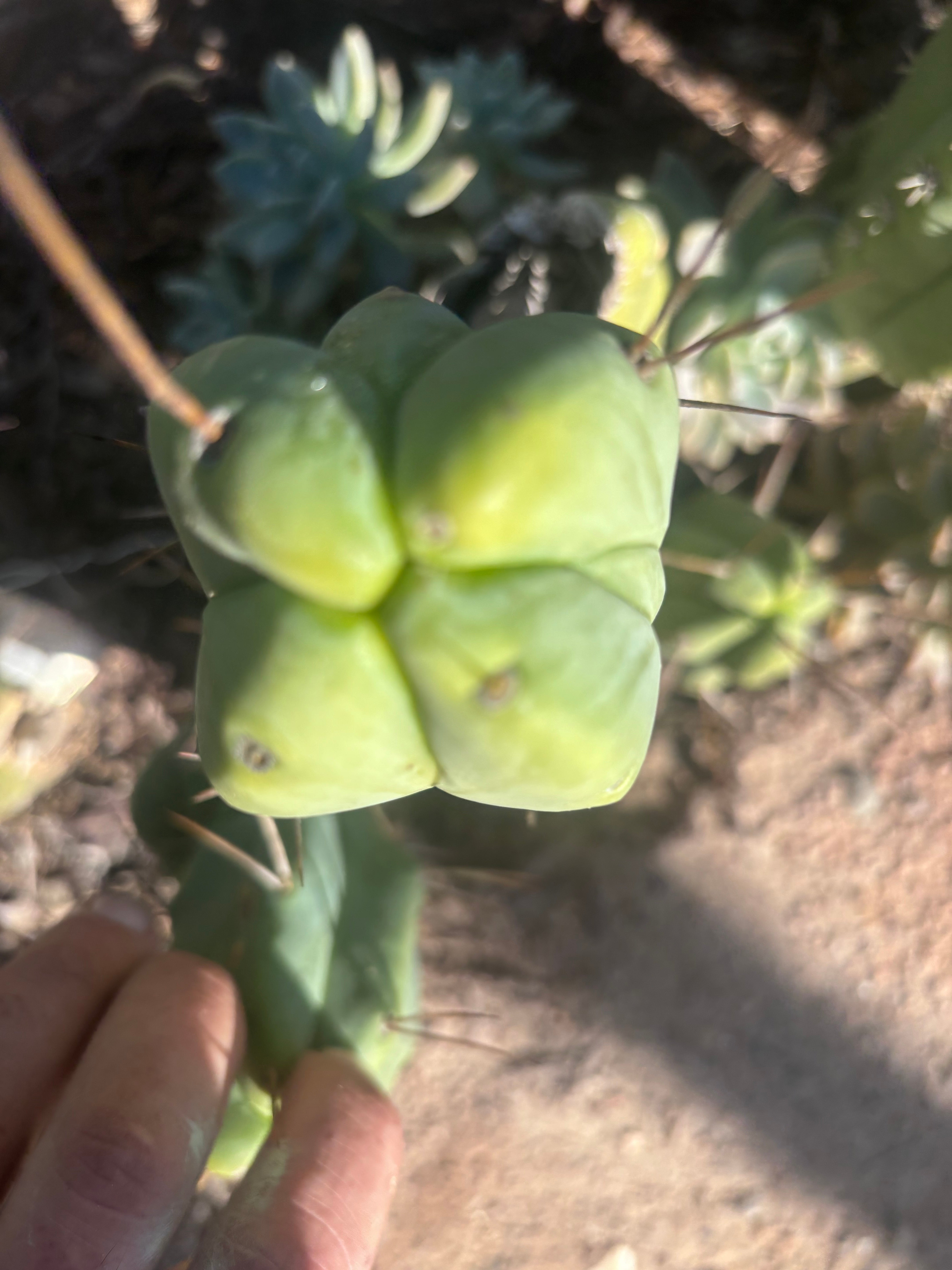 👑💎🌶️ Caballero — 8” Fourwang Pup