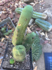 👑🌶️🌶️  TBM Clone B — Fully Rooted