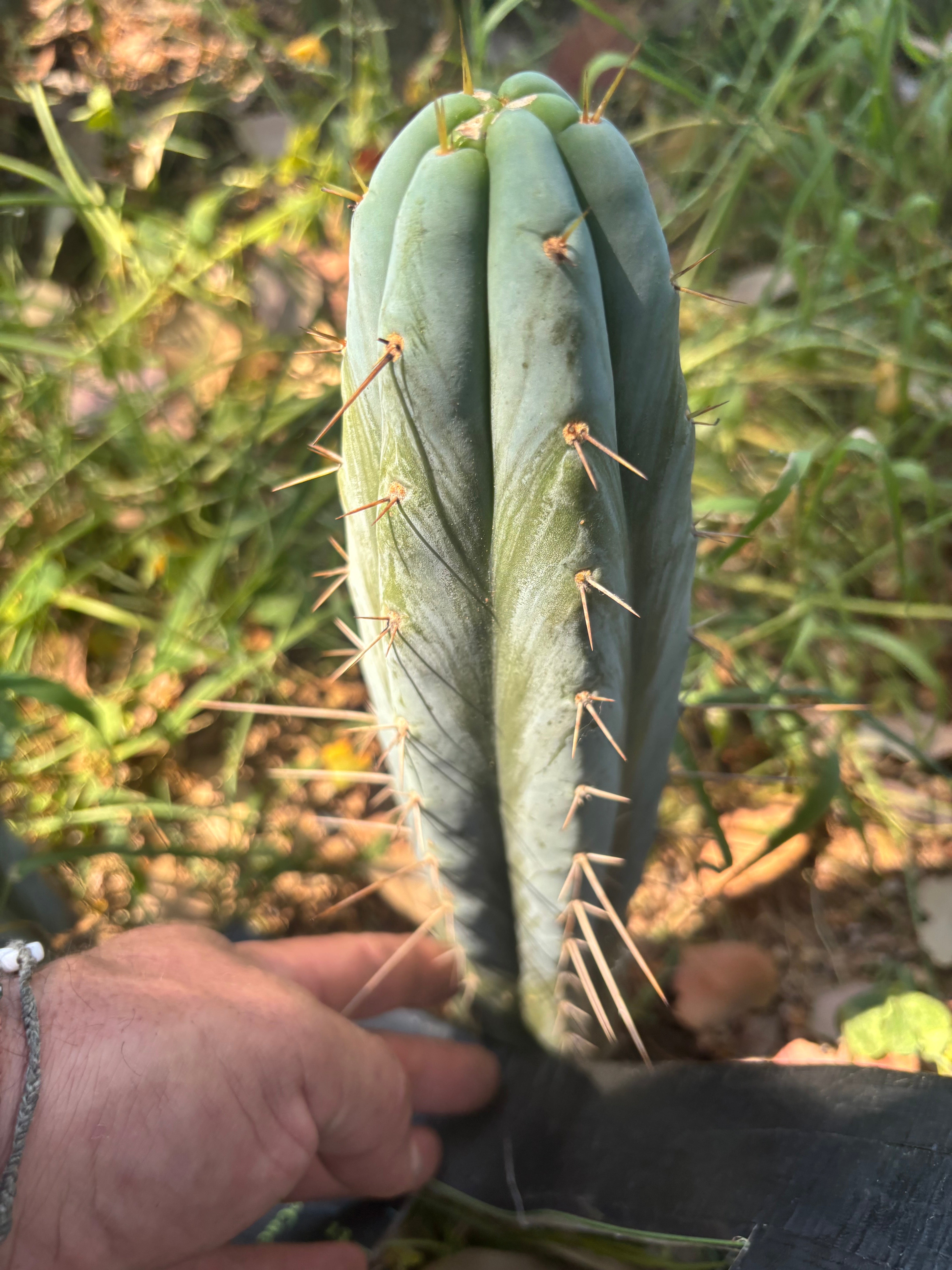 👑🌶️ Bluejones  — 8” Tip