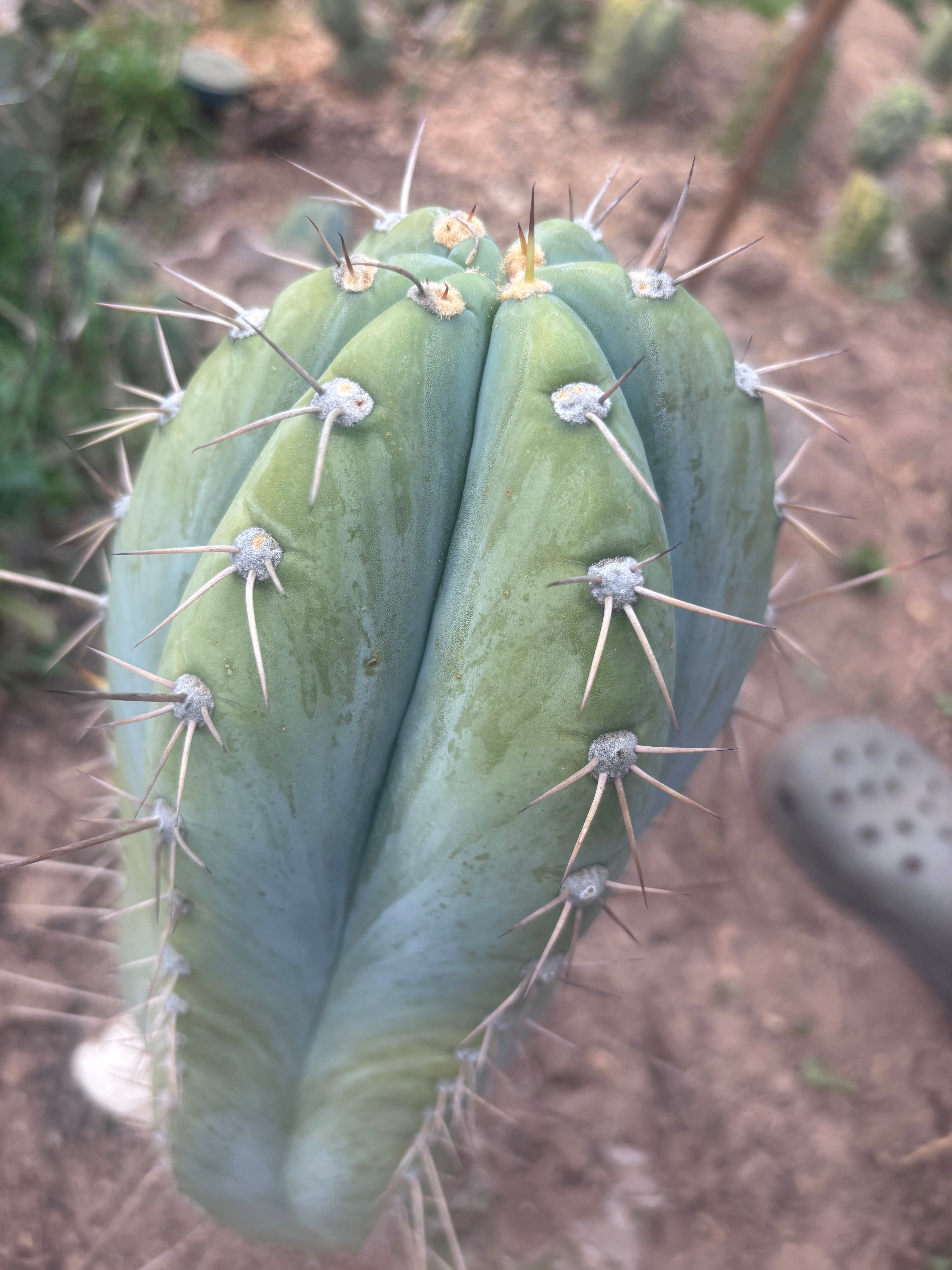 💎👑🌶️ CGG — Massive 10” Tip