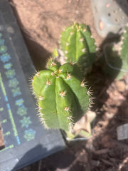 💎👑💎🌶️ CareBear — 6” Pup