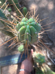 👑🌶️ Nash — XL 14” Tip