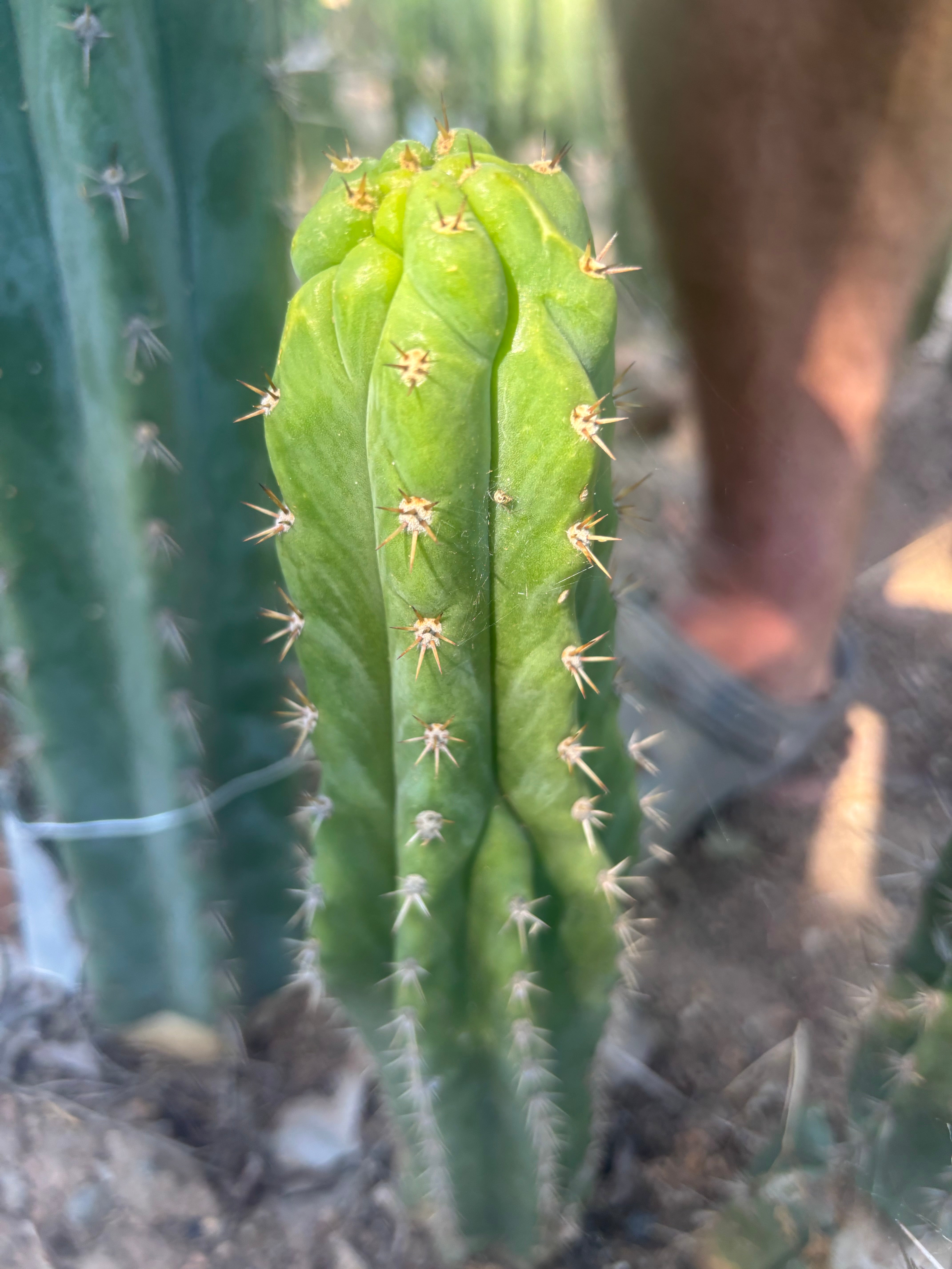 👑🐦‍⬛ RJ’s Clone — 8” Tip