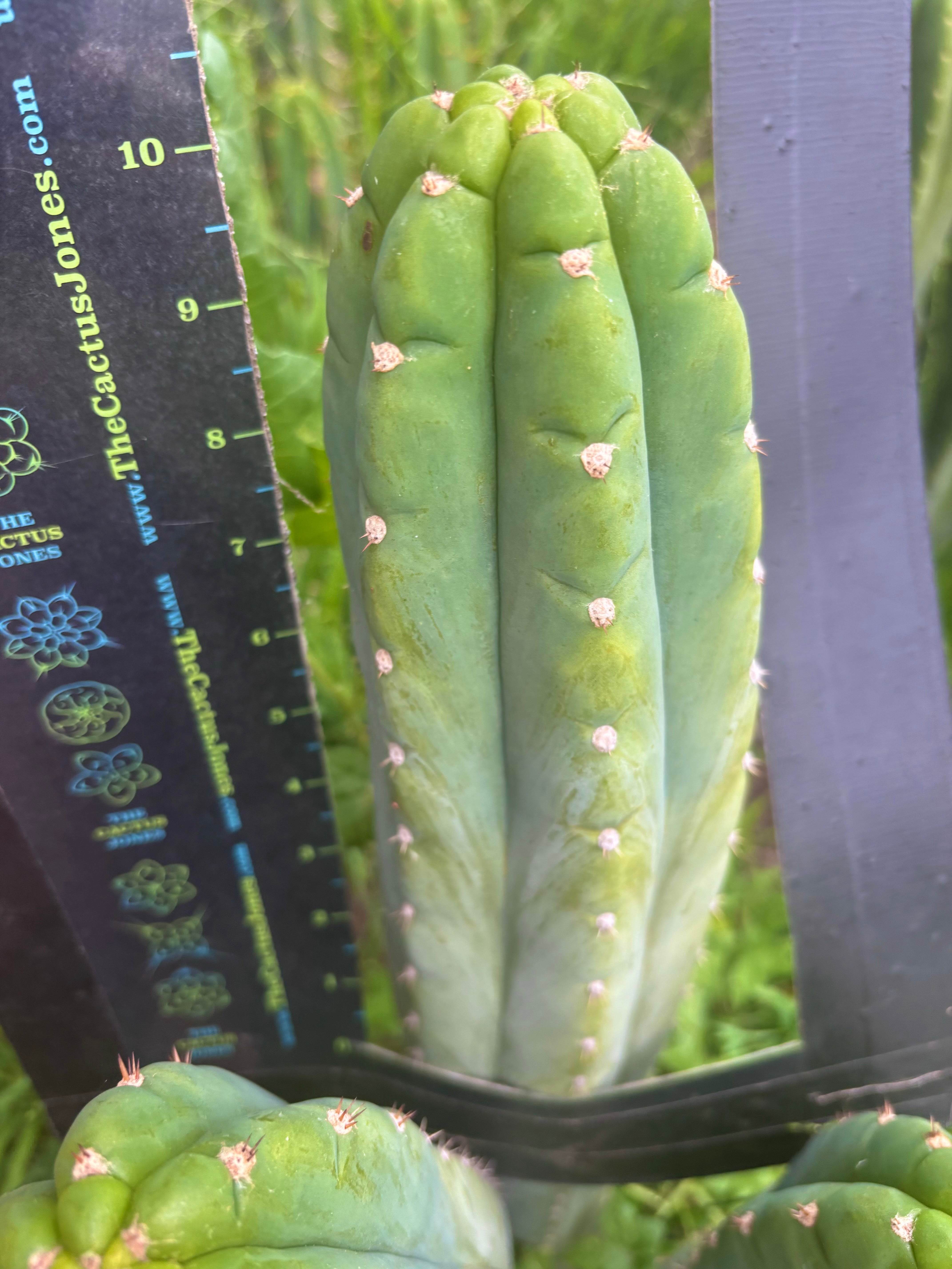 👑 Gene’s Driveway — 10” Tips