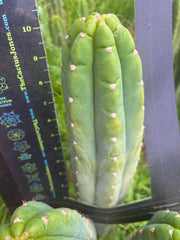 👑 Gene’s Driveway — 10” Tips