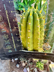 👑 Jones Pink 🌸 — FAT Tip