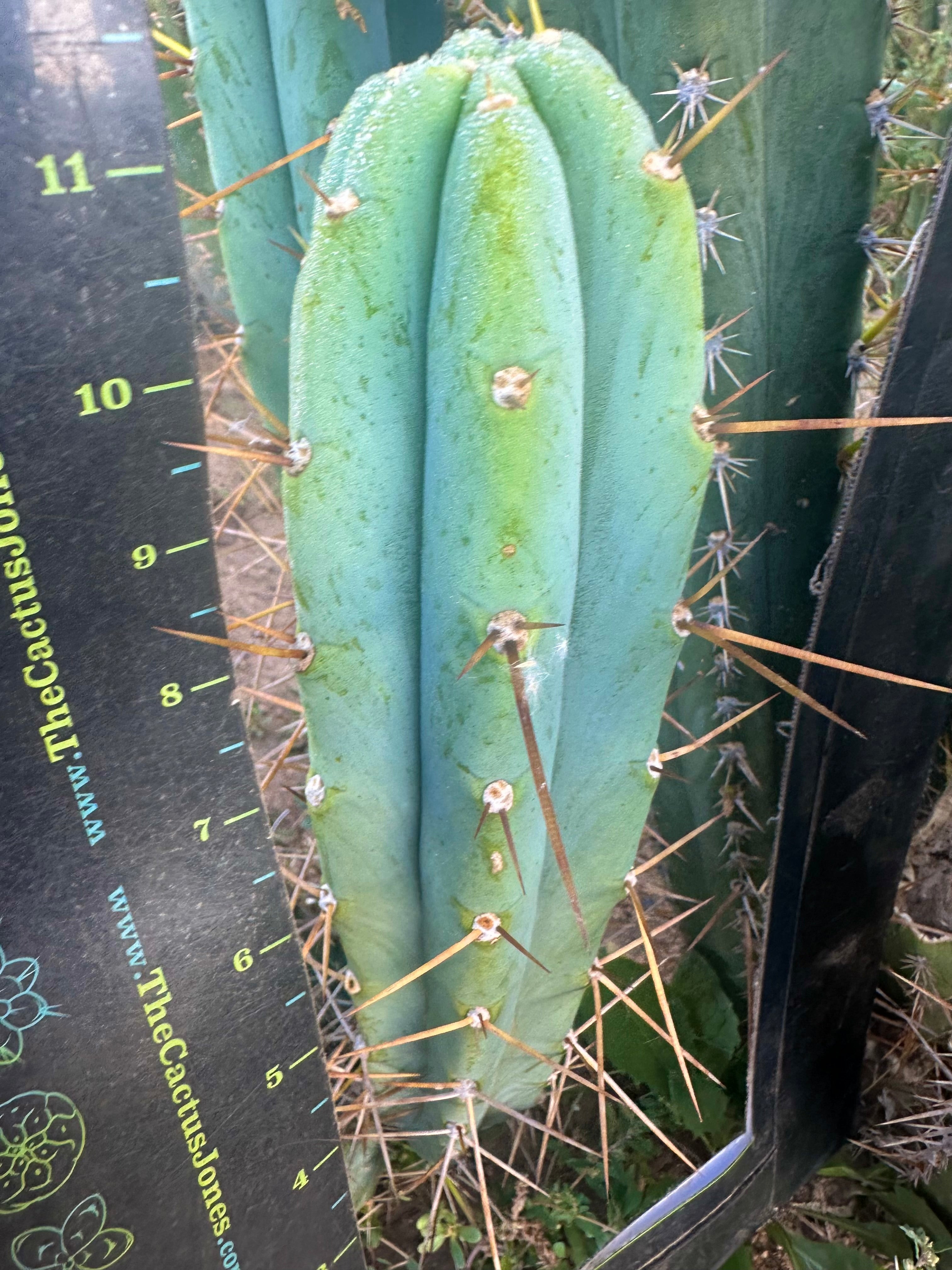 👑🌶️ KGC  — 12” Tip