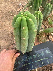 👑🌶️🌶️ Landfill — 10” Pup