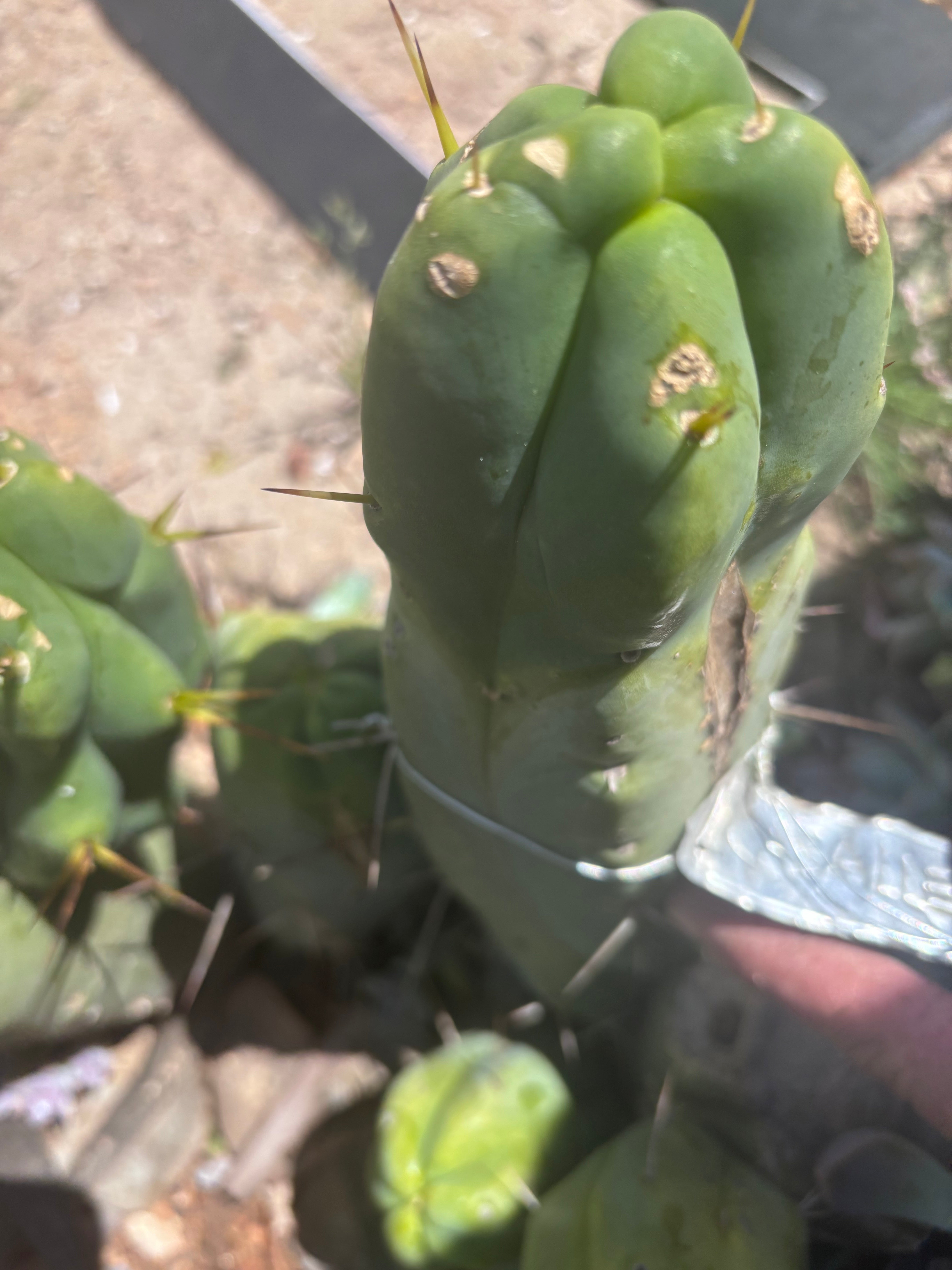 👑💎🌶️ Caballero — 9” Pup