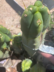👑💎🌶️ Caballero — 9” Pup