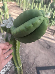 💎👑💎🌶️ Ferah — FAT Melon Pup