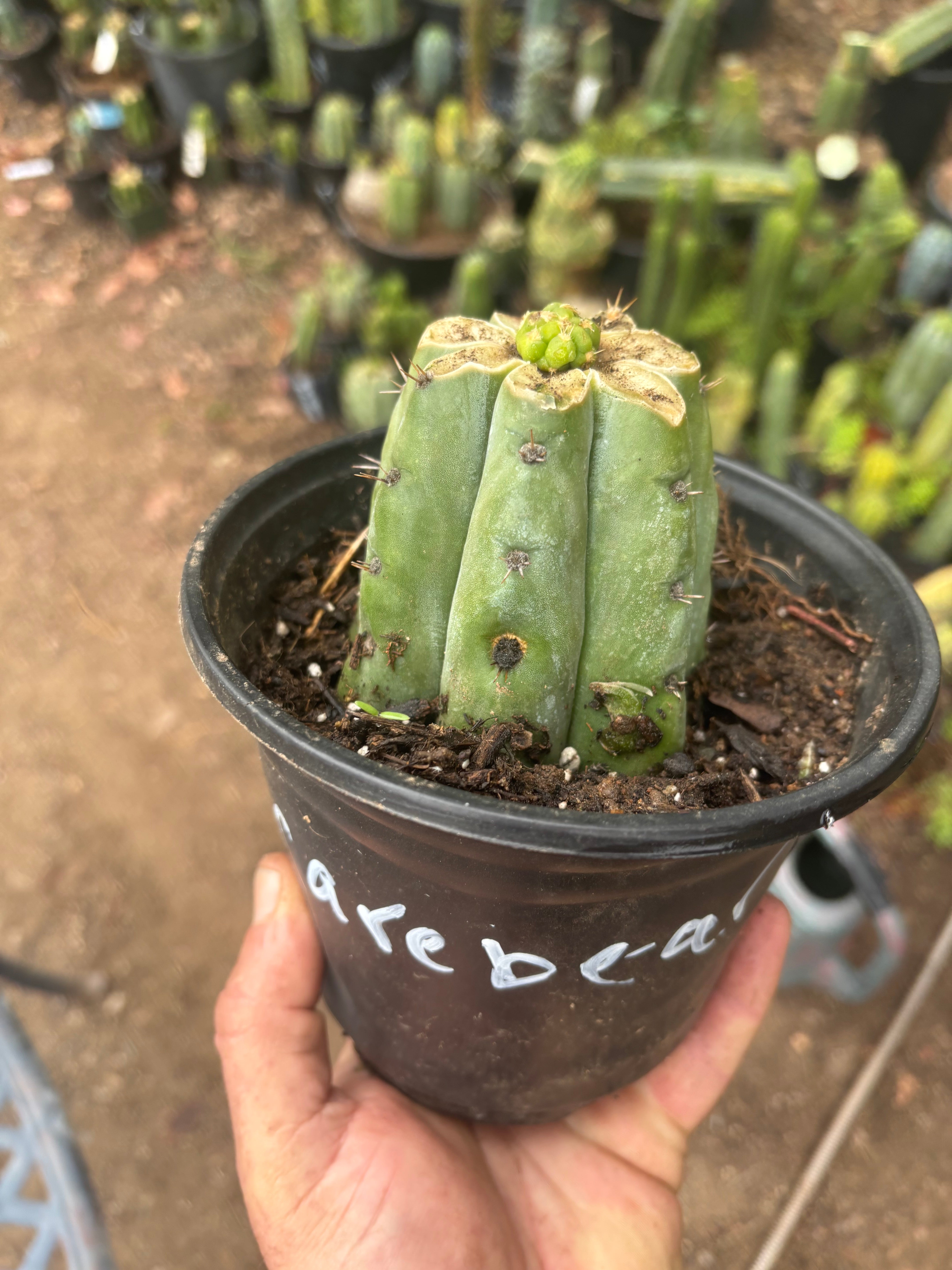 💎👑💎🌶️ CareBear — Pup Graft on Rooted Shine01
