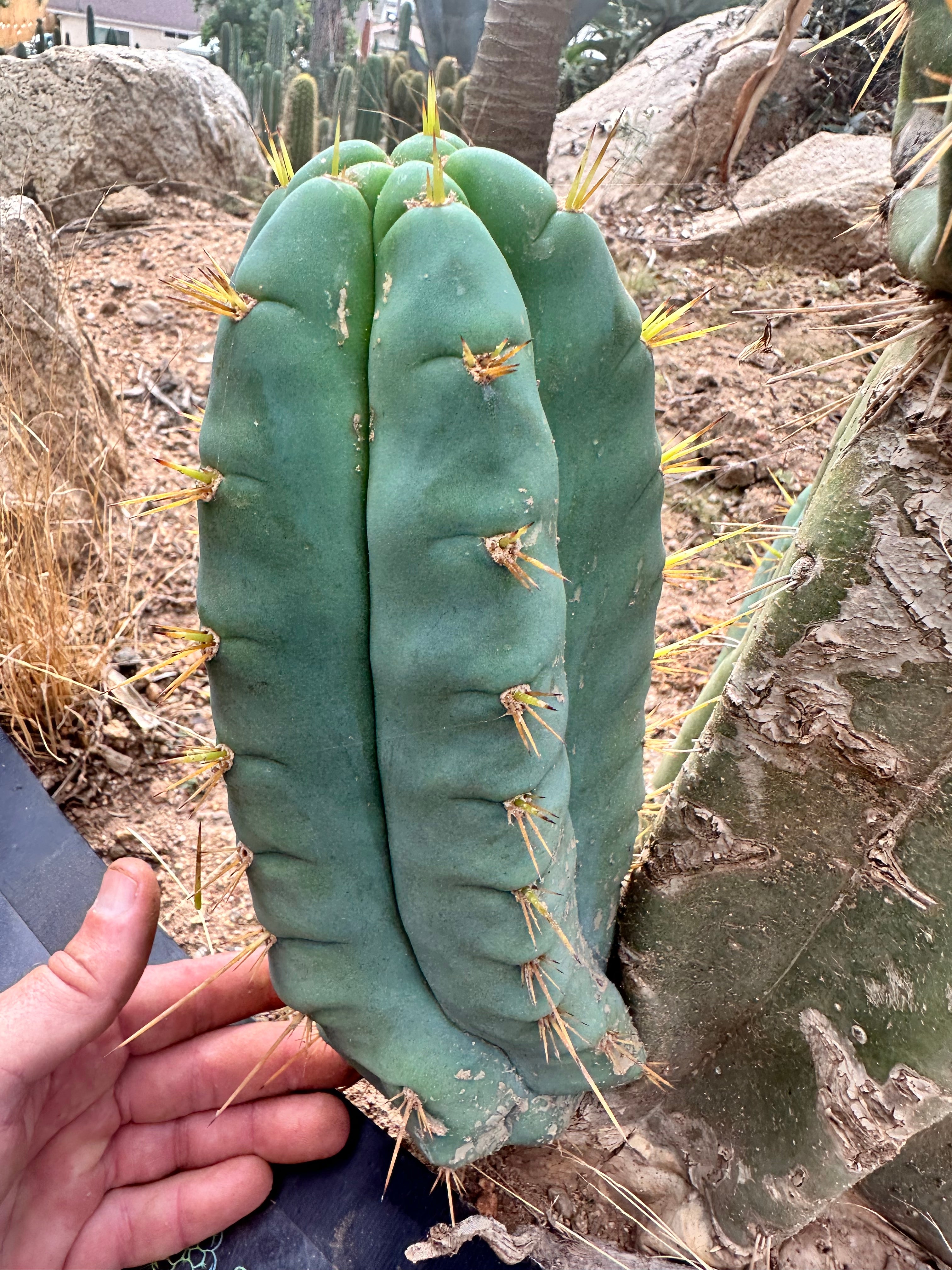 👑 Lotusland Huanu — FAT Blue 10” Pup