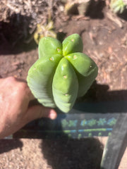 💎👑💎🌶️ Ferah — 7” Pup