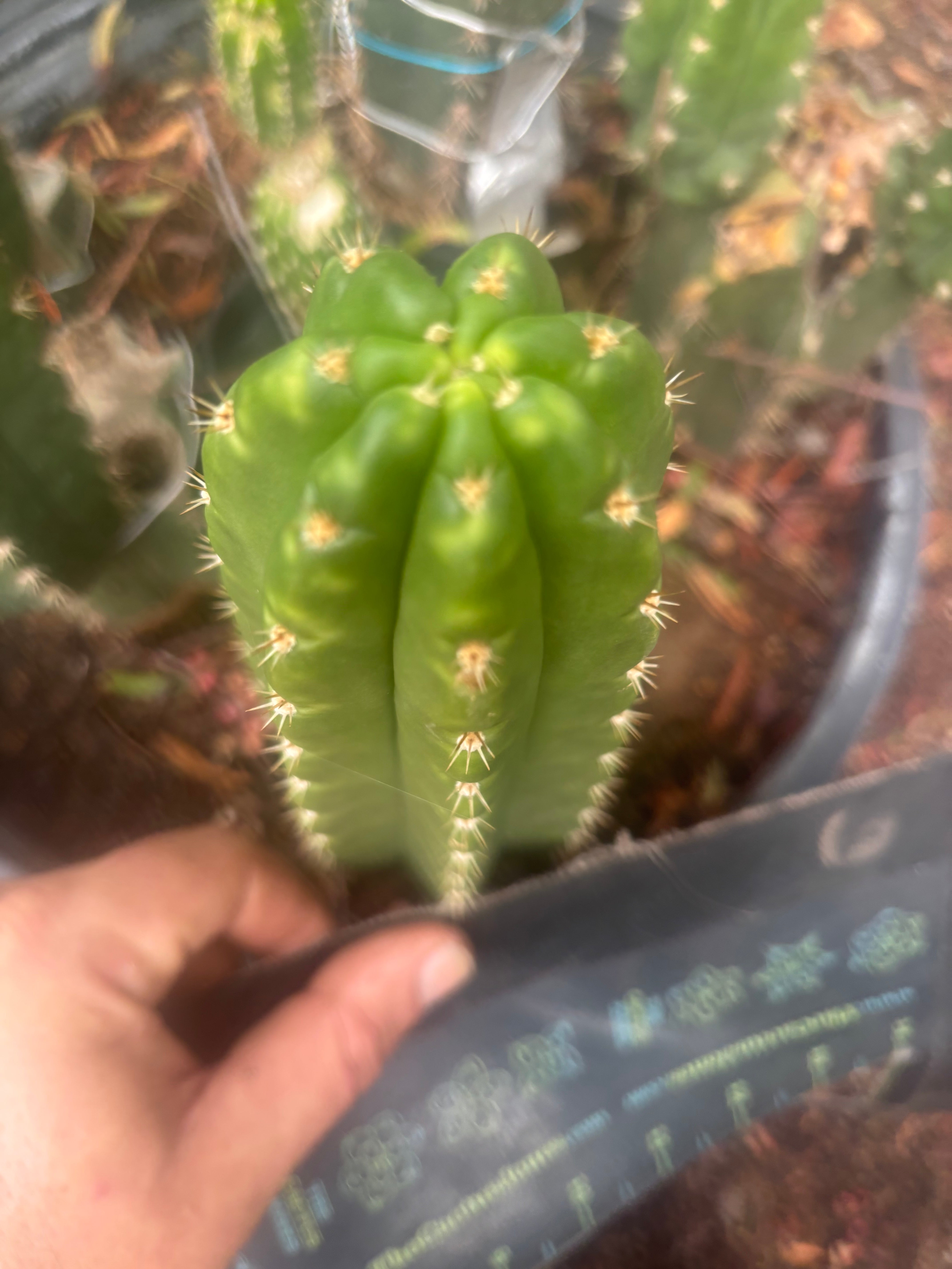 💎👑🌶️ CareBear — 6” Tip