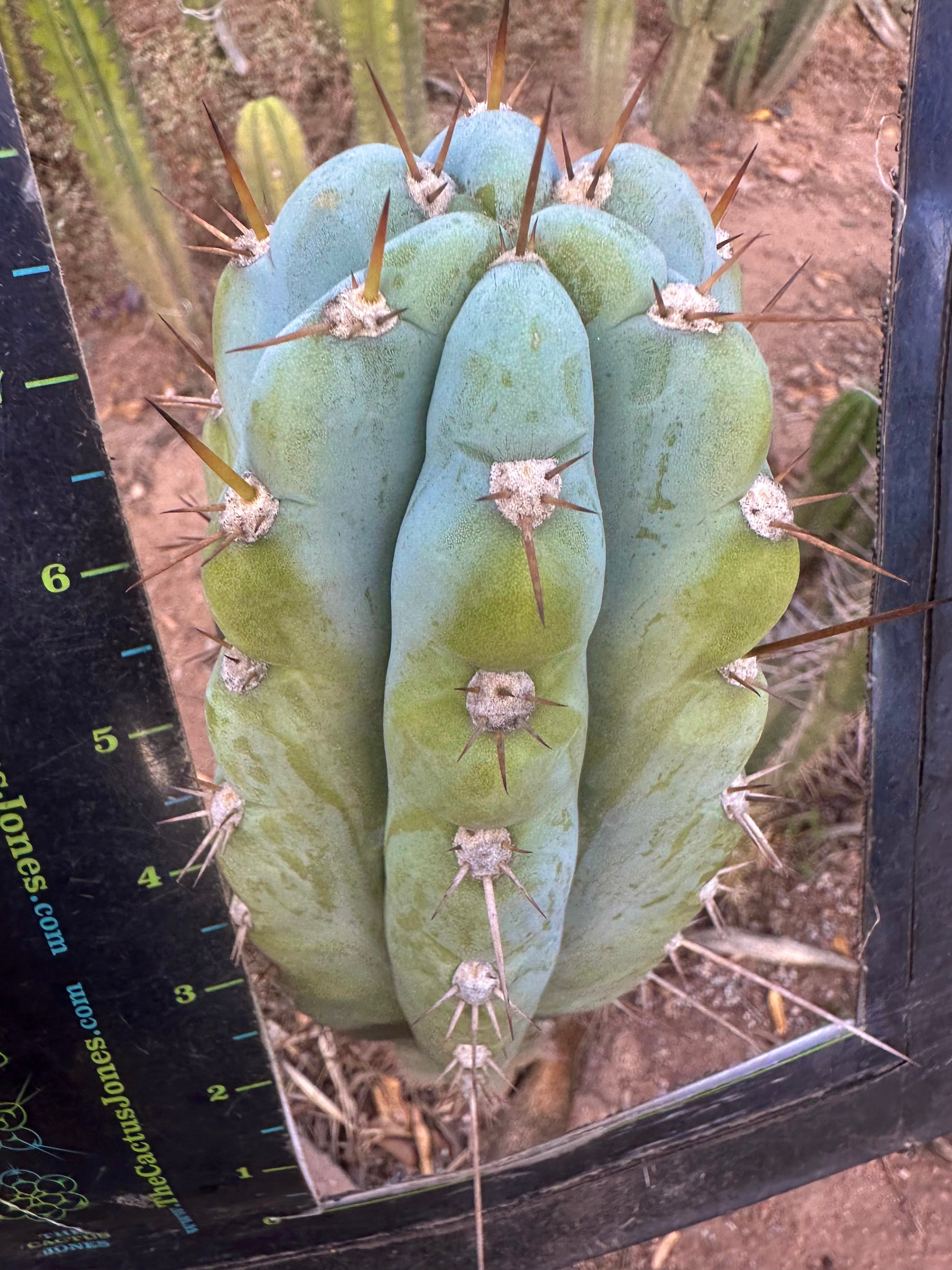 💎👑🌶️💎  Hyperspace Pixie — Thick 9” Tip
