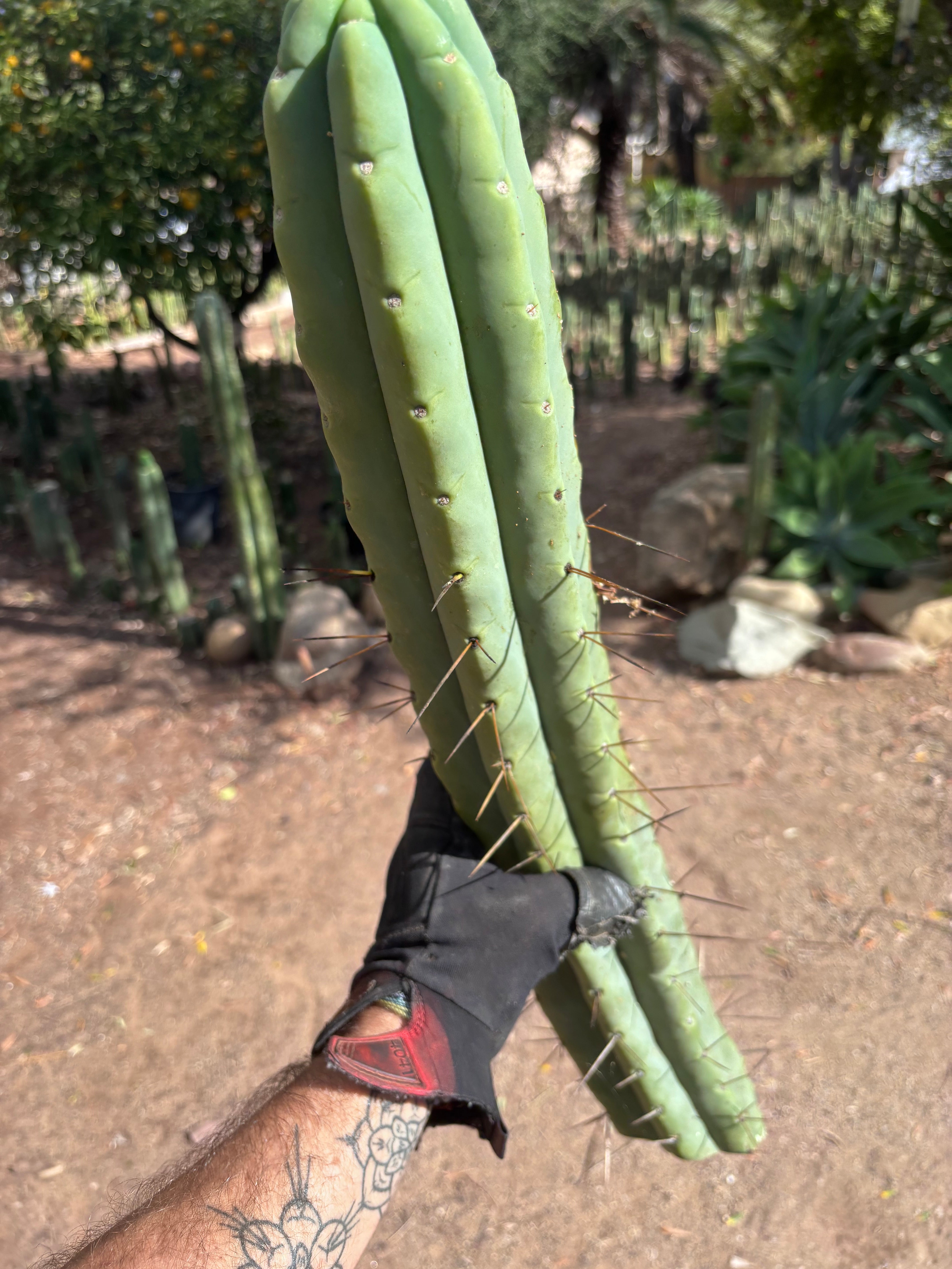 💎👑💎🌶️🌶️ Eileen — MEGA 21” (Tip #6)