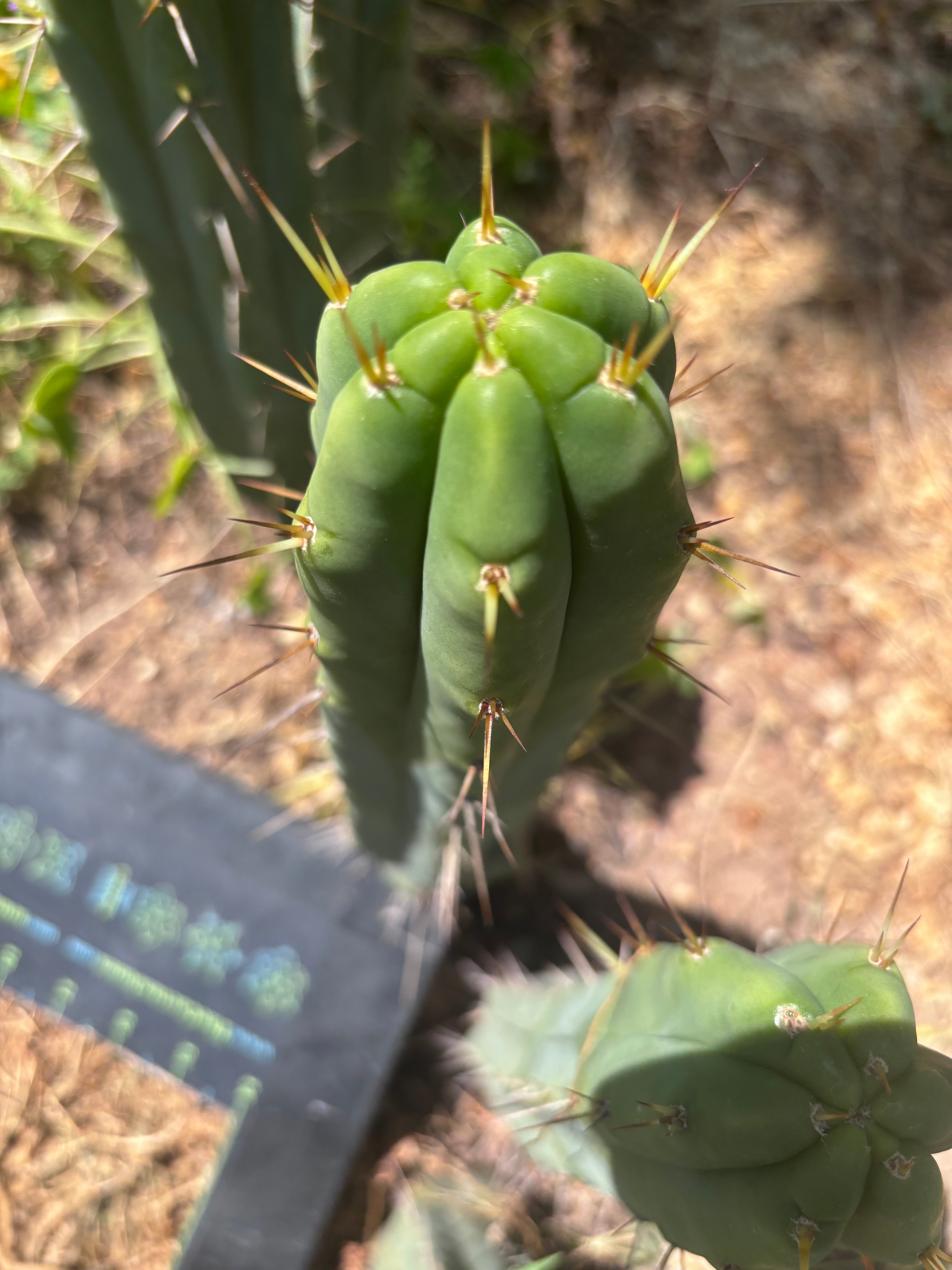 👑🌶️ Exotic Gardens — 10” Pups