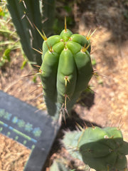 👑🌶️ Exotic Gardens — 10” Pups