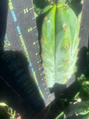🌶️🌶️ NoidTwo — 11” Pup