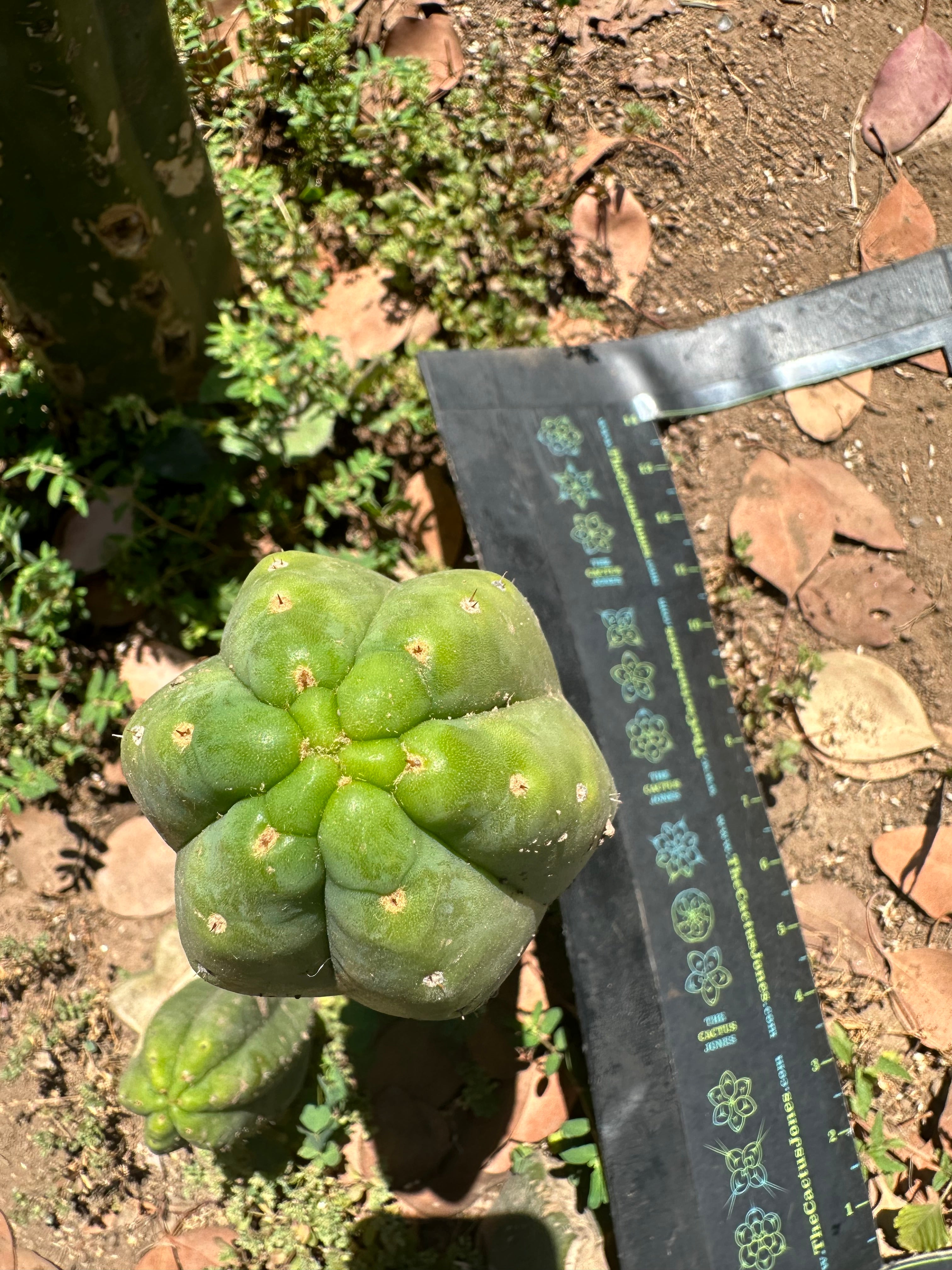 👑🌶️🌶️ Another Drop, Another Ogun — 10” Tip