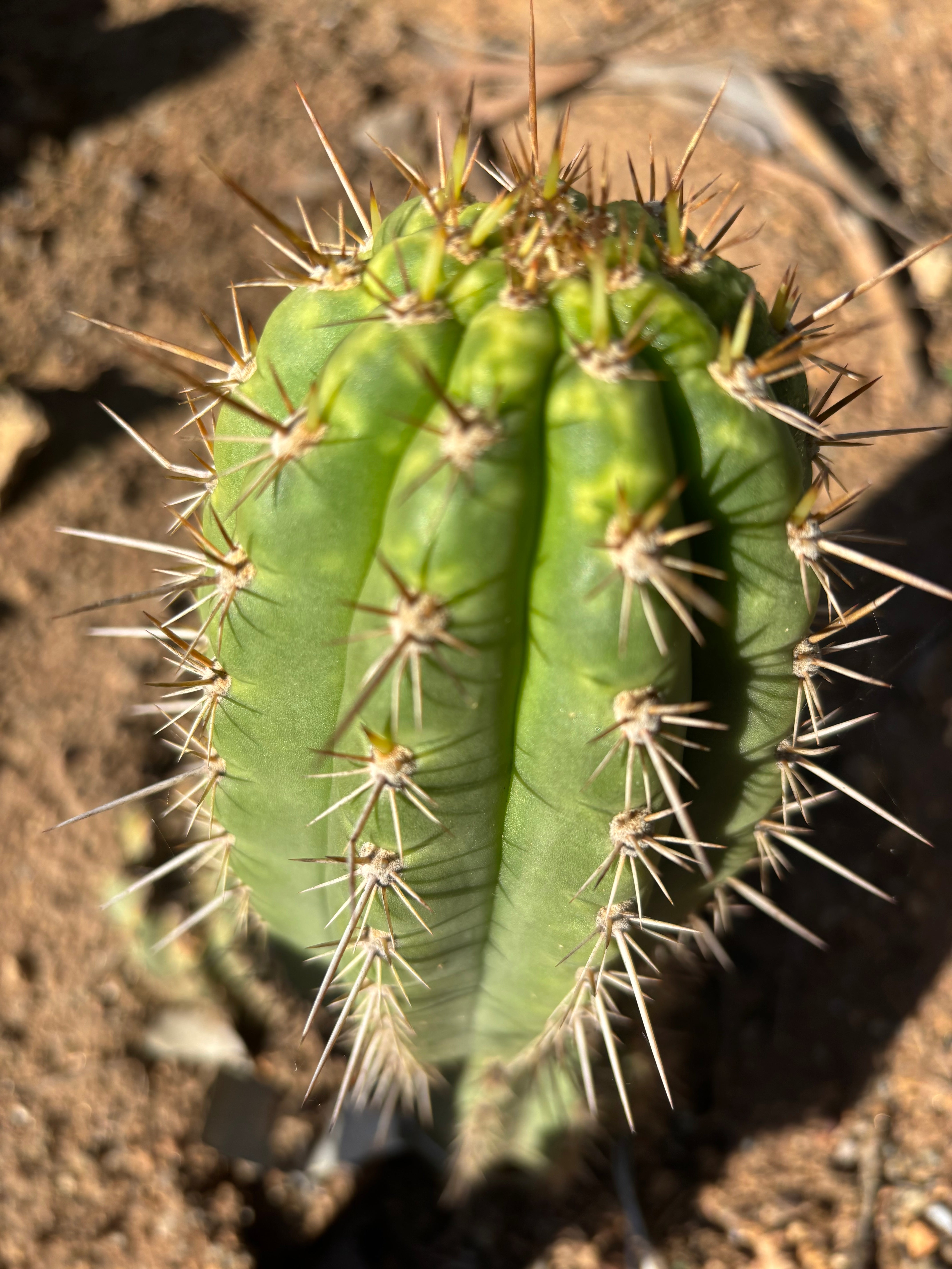 👑💎 Frankie — Fat 7” Pup