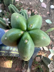 👑🌶️ Zulk — Fat 10” Melon