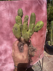 👑🌶️🌶️  TBM Clone B — XL Rooted